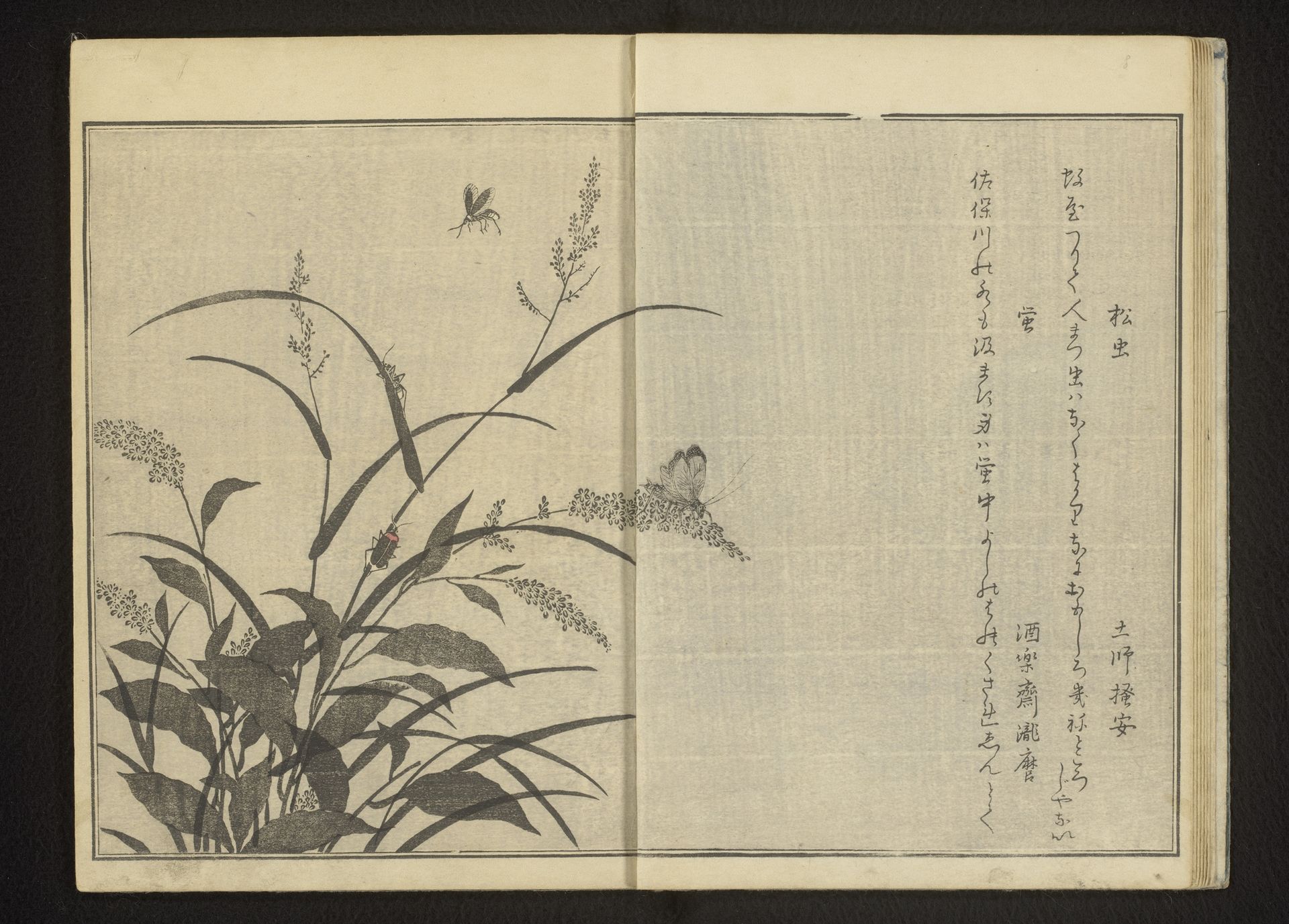 Cricket and vuurvliegjes on polygonum and reeds by Kitagawa Utamaro