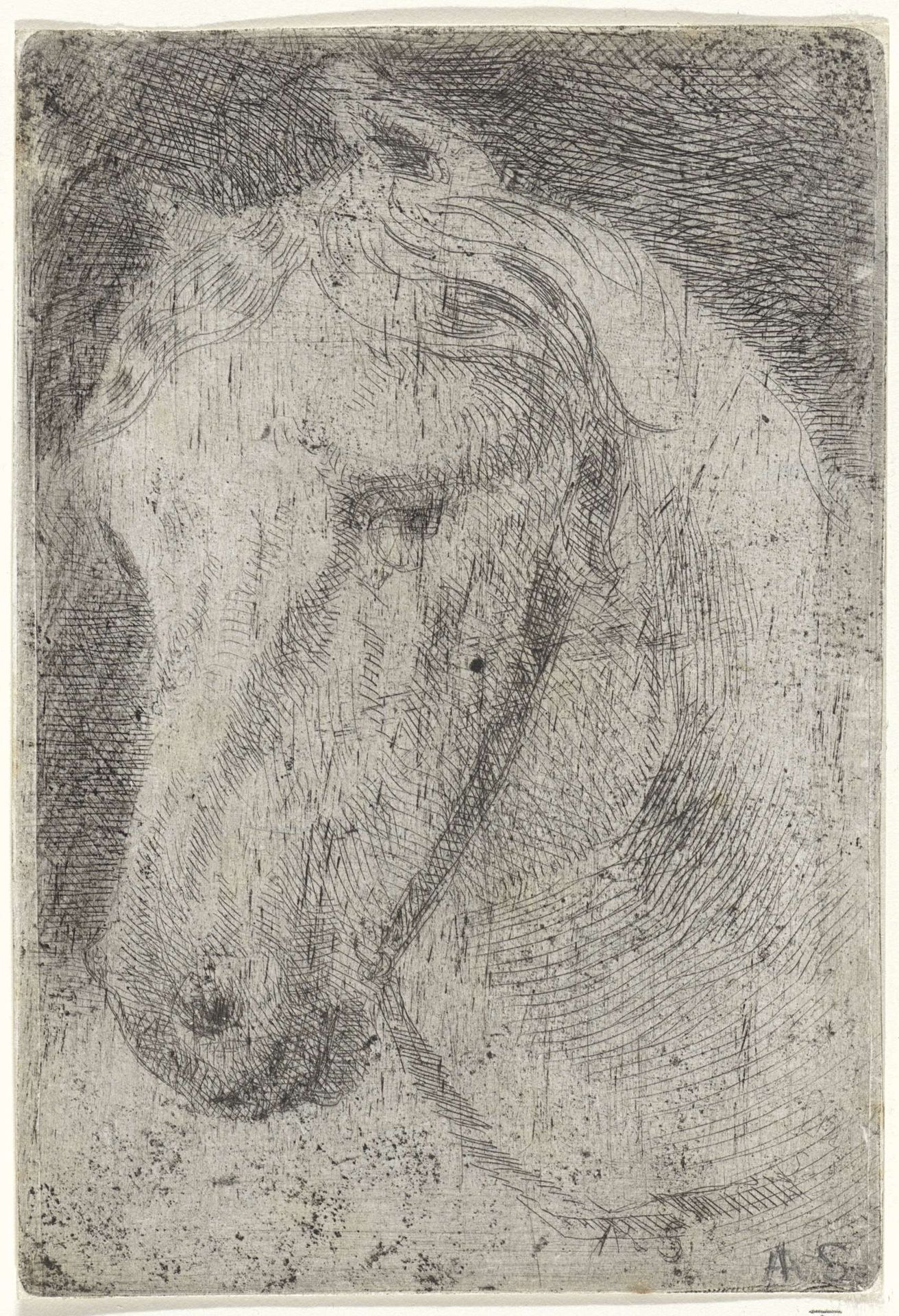 Hoofd van een wit paard by Arnoud Schaepkens