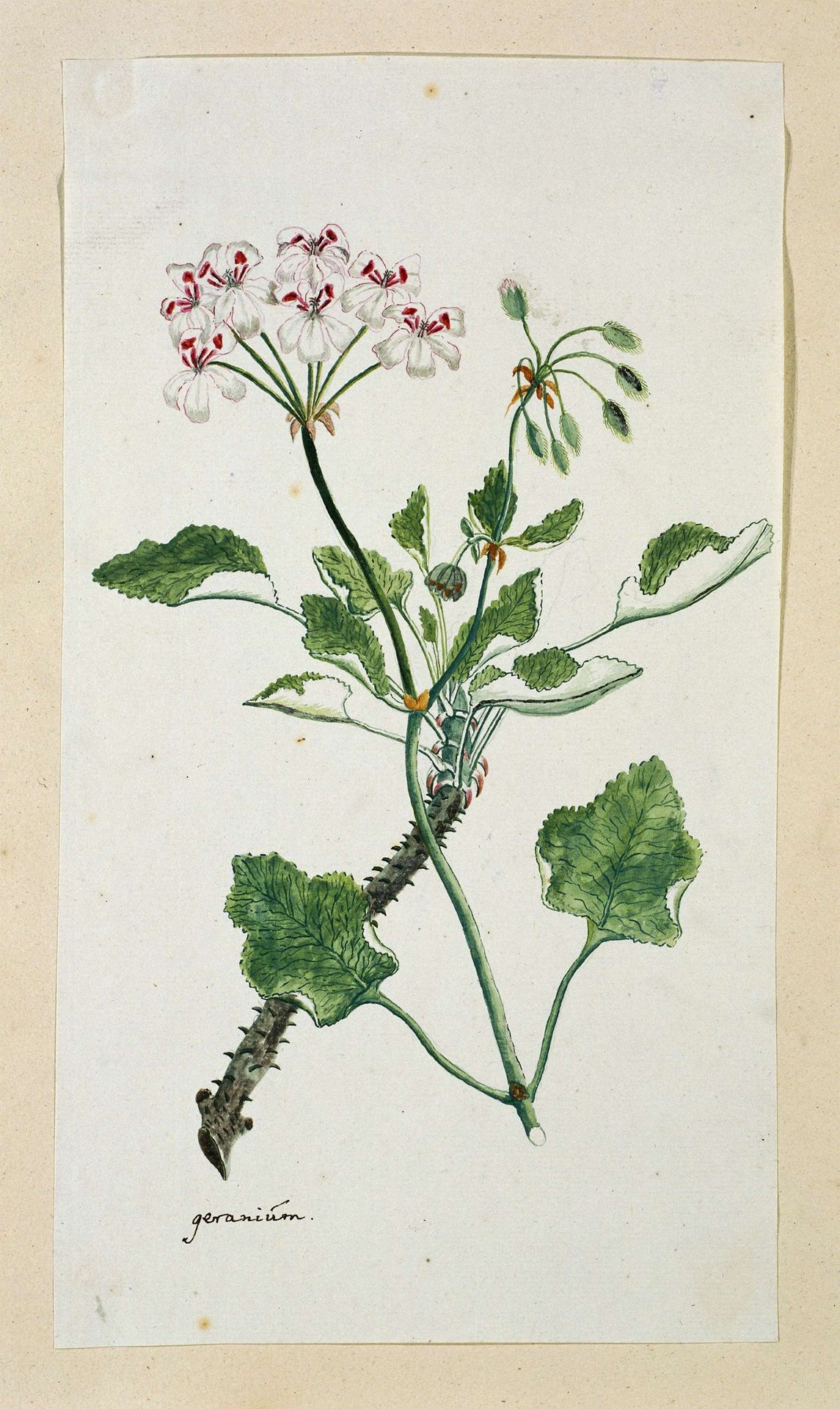 Pelargonium echinatum W. Curtis (Prickly-stemmed pelargonium) by Robert Jacob Gordon