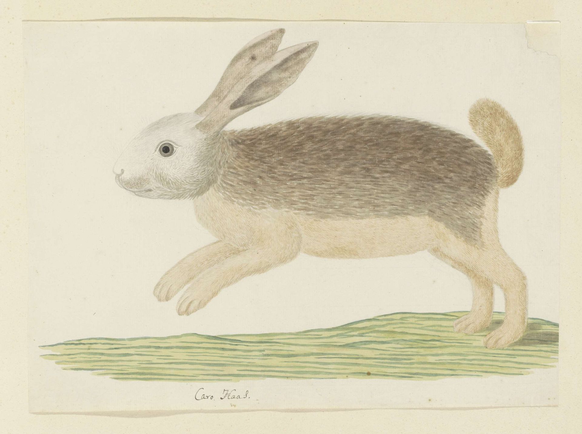Pronolagus sp. (Karoo hare) by Robert Jacob Gordon