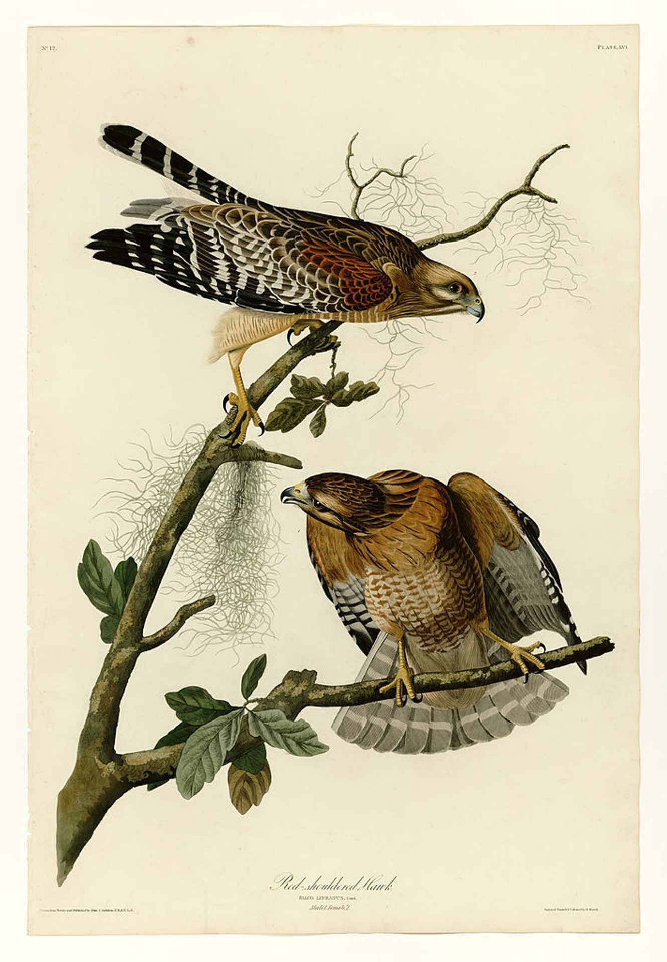 Plate 56. Red-shouldered Hawk by John James Audubon