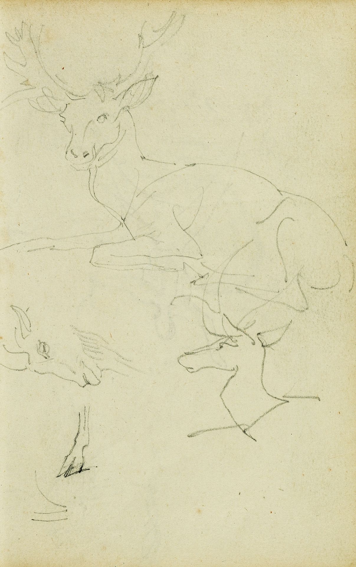 Studies of a seated stag, a fawn, a goat head by Théodore Géricault