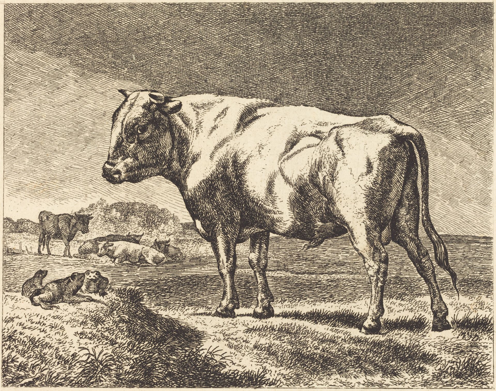 Cow by Anonymous