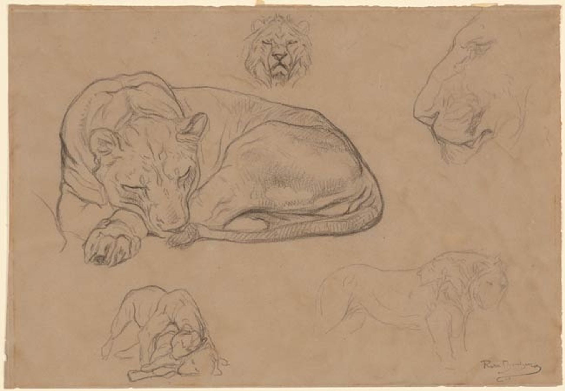 Study of Lions by Rosa Bonheur
