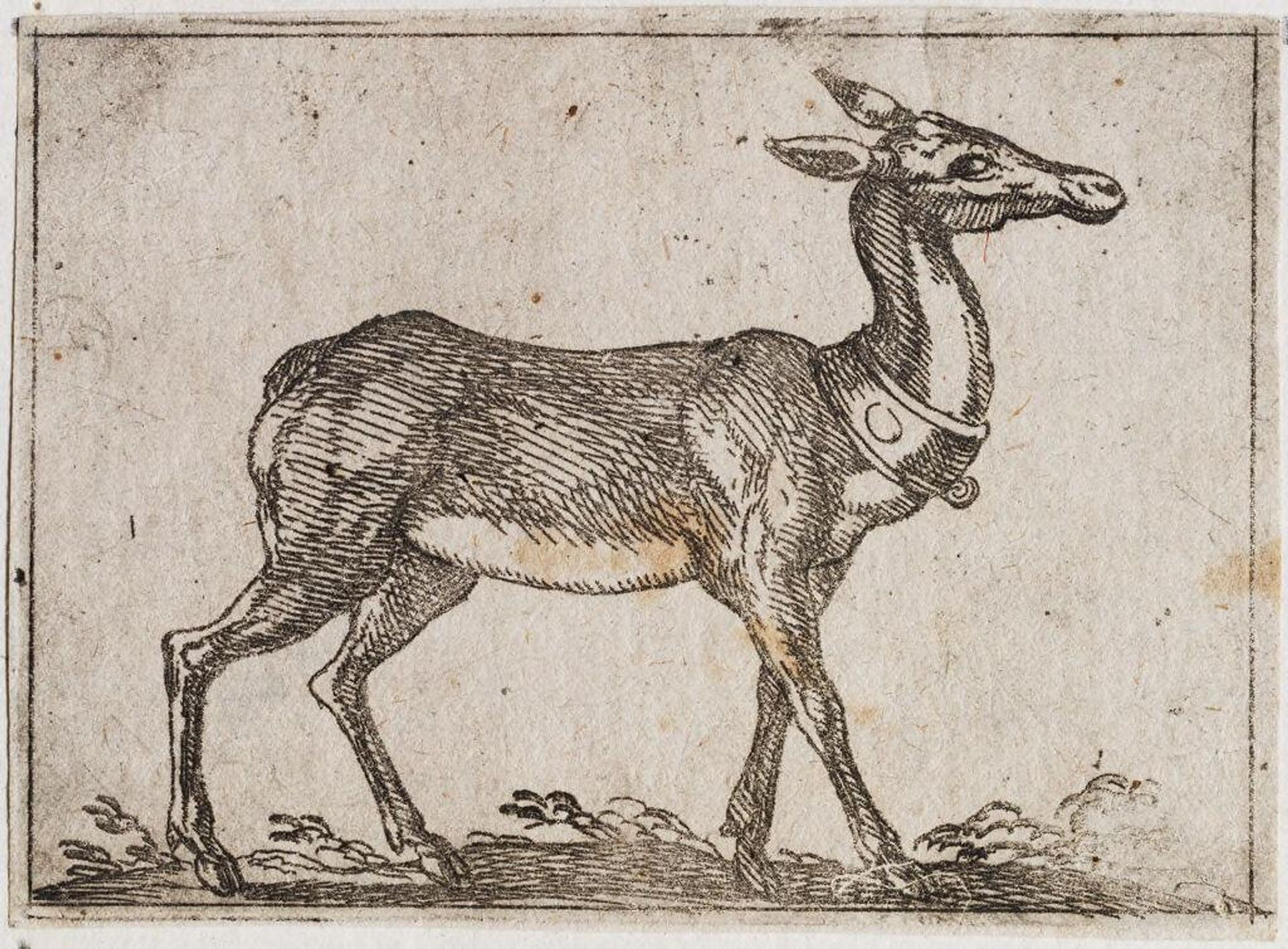 Standing Deer by Antonio Tempesta