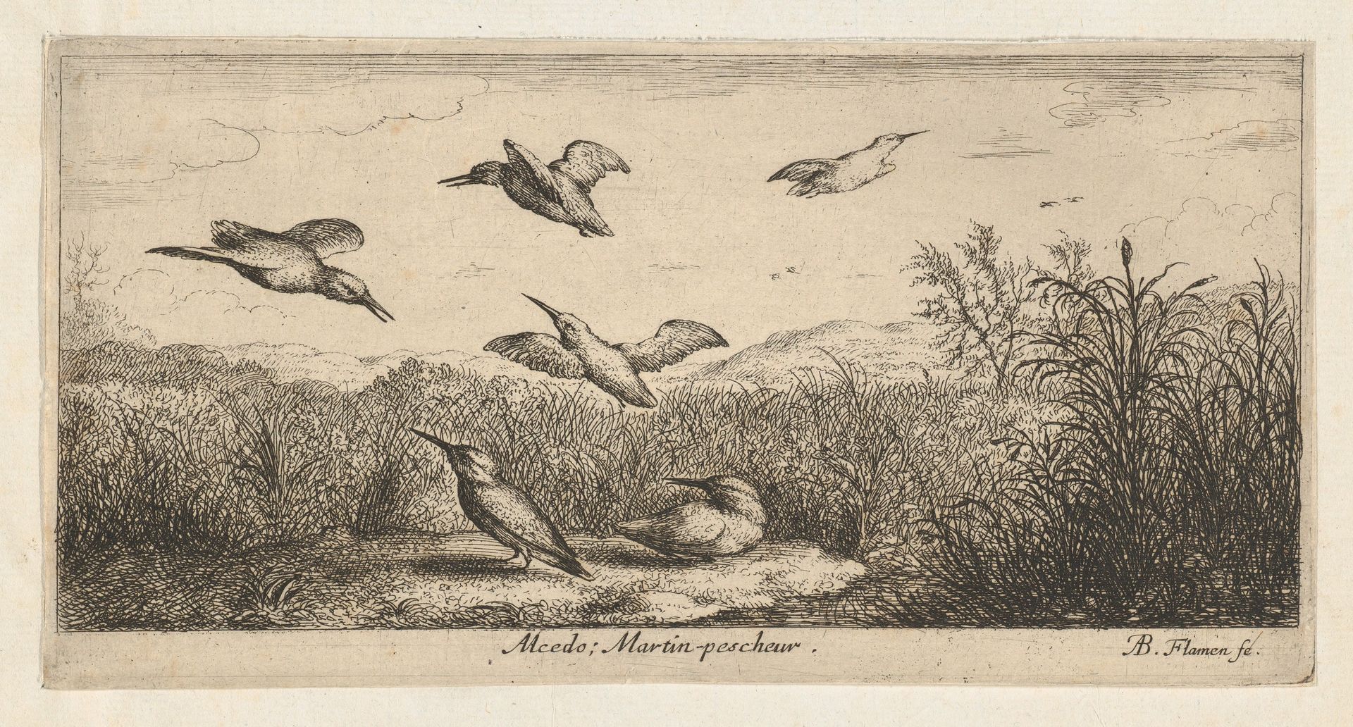Alcedo, Martin-pescheur (The Kingfisher), from "Livre d'Oyseaux" (Book of Birds) by Albert Flamen