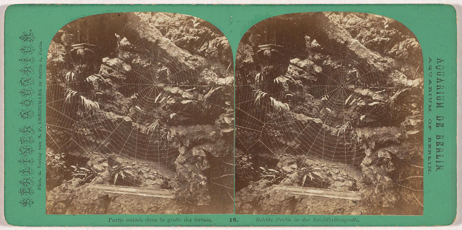 Spinnenwebben in de schildpaddengrot in het Berliner Aquarium by S.P. Christmann