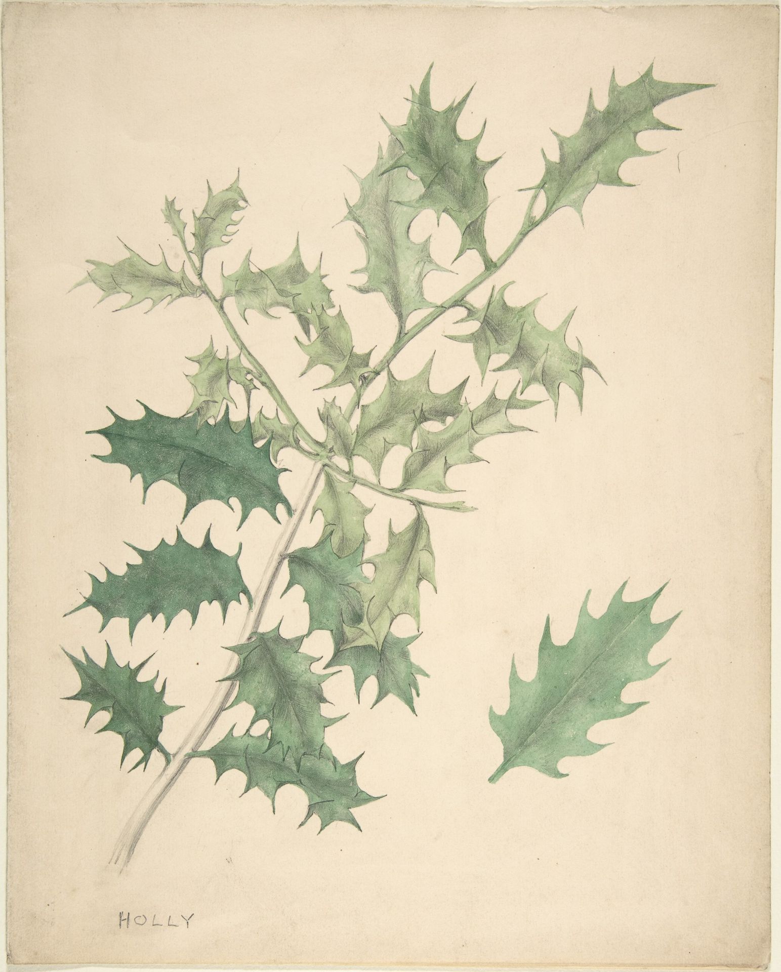 Holly Leaves by Anonymous