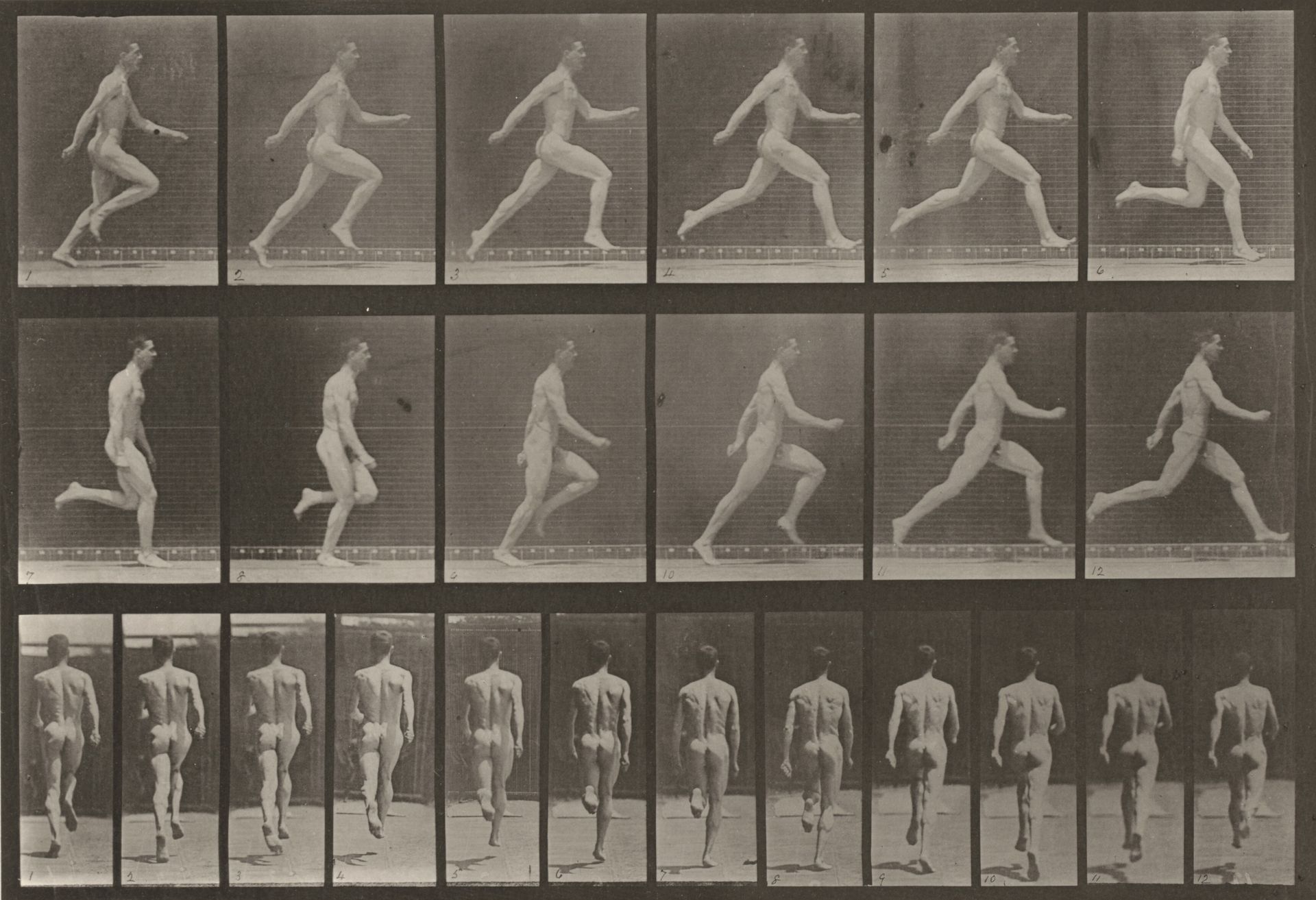 Plate Number 64. Running at full speed by Eadweard Muybridge