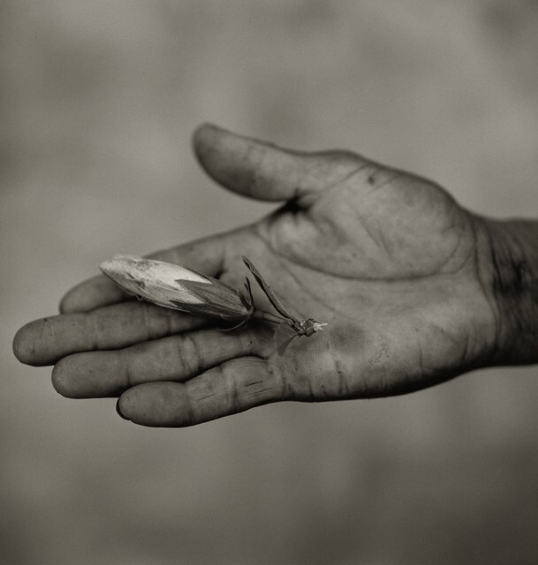 The "Hope" Grasshopper. Dona Antônia's Wish-Ribbon Bracelet. Five Centuries Work the Land at Black River. by Fazal Sheikh