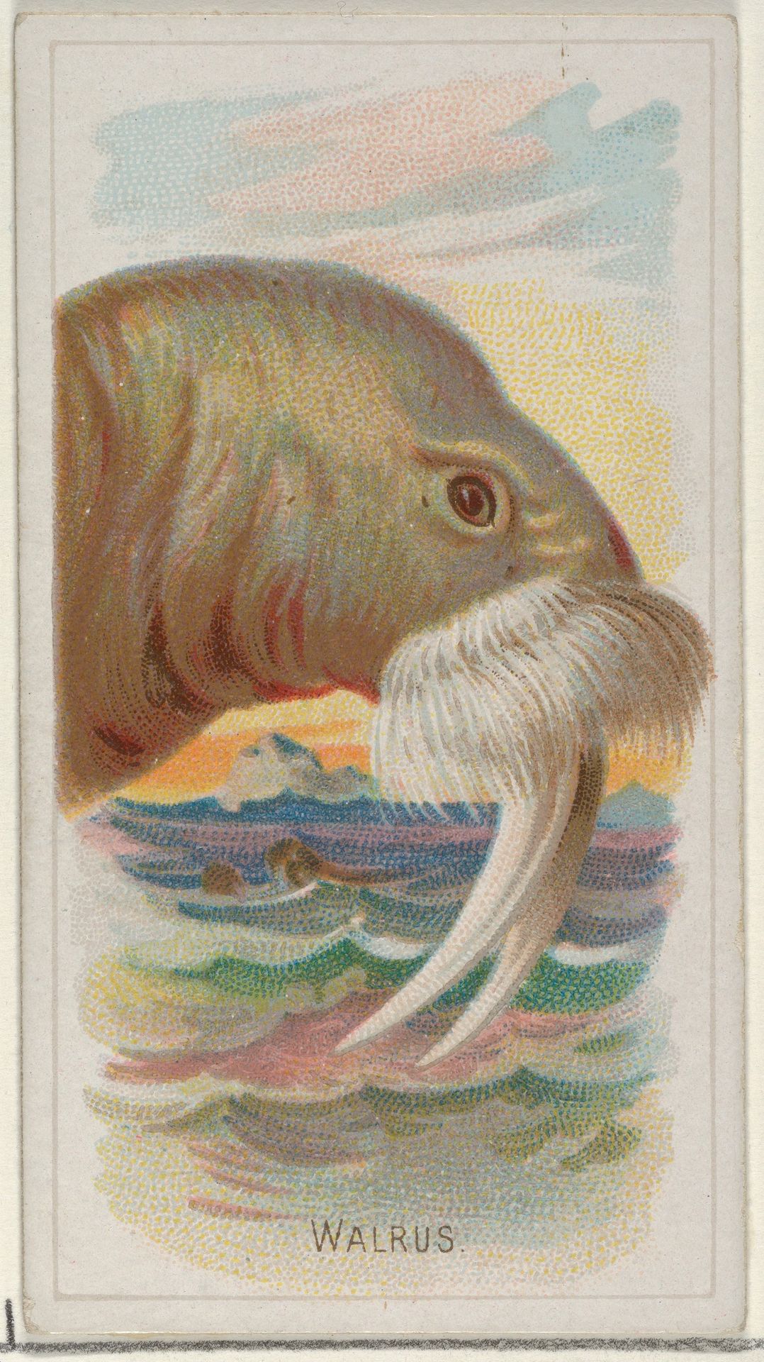 Walrus, from the Wild Animals of the World series (N25) for Allen & Ginter Cigarettes by Allen & Ginter