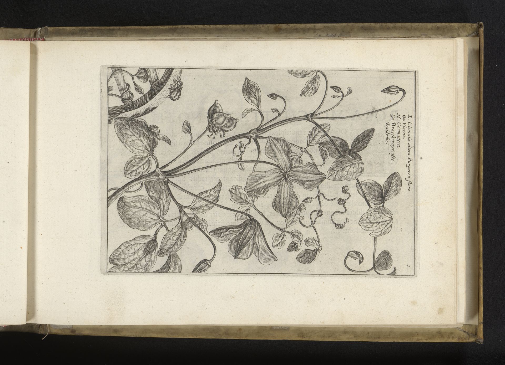 Clematis by Crispijn van de (II) Passe