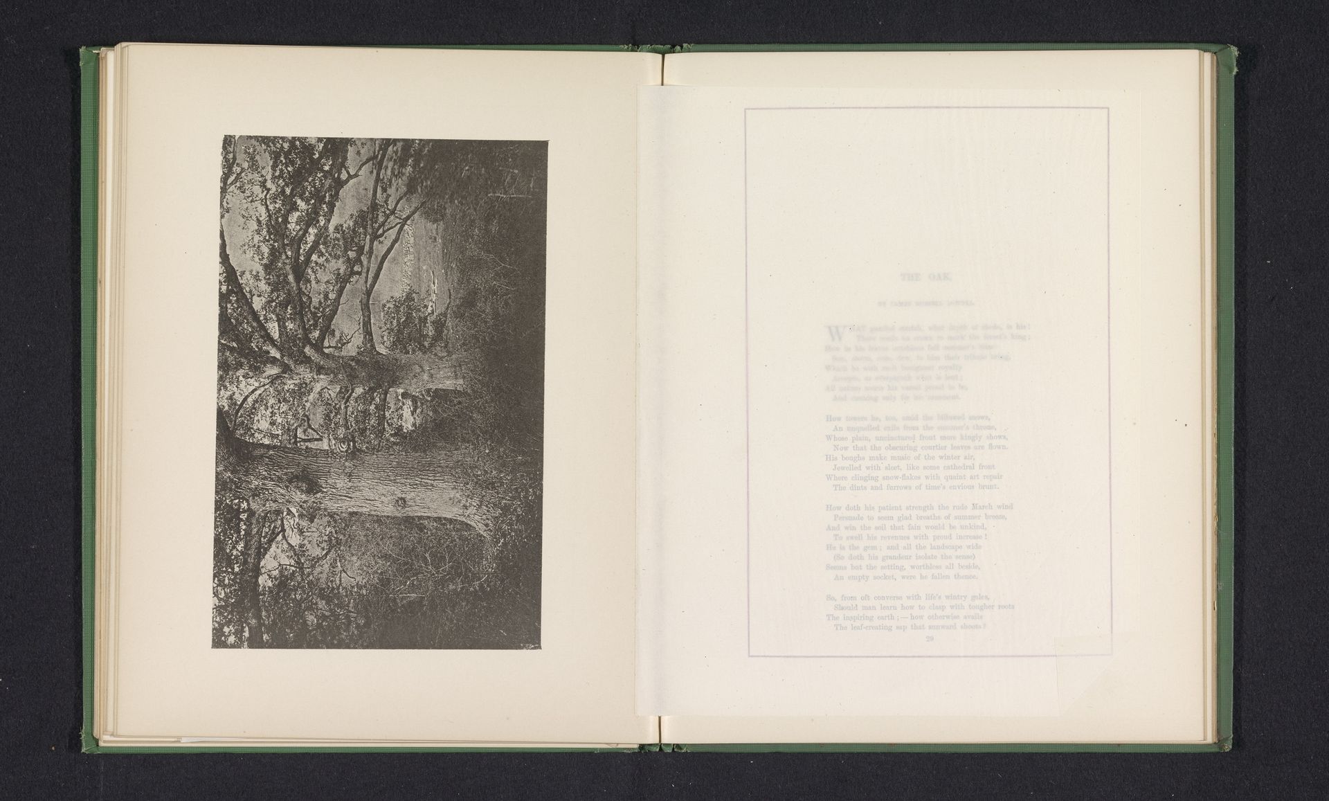 Eiken te Cambridge by William James Stillman
