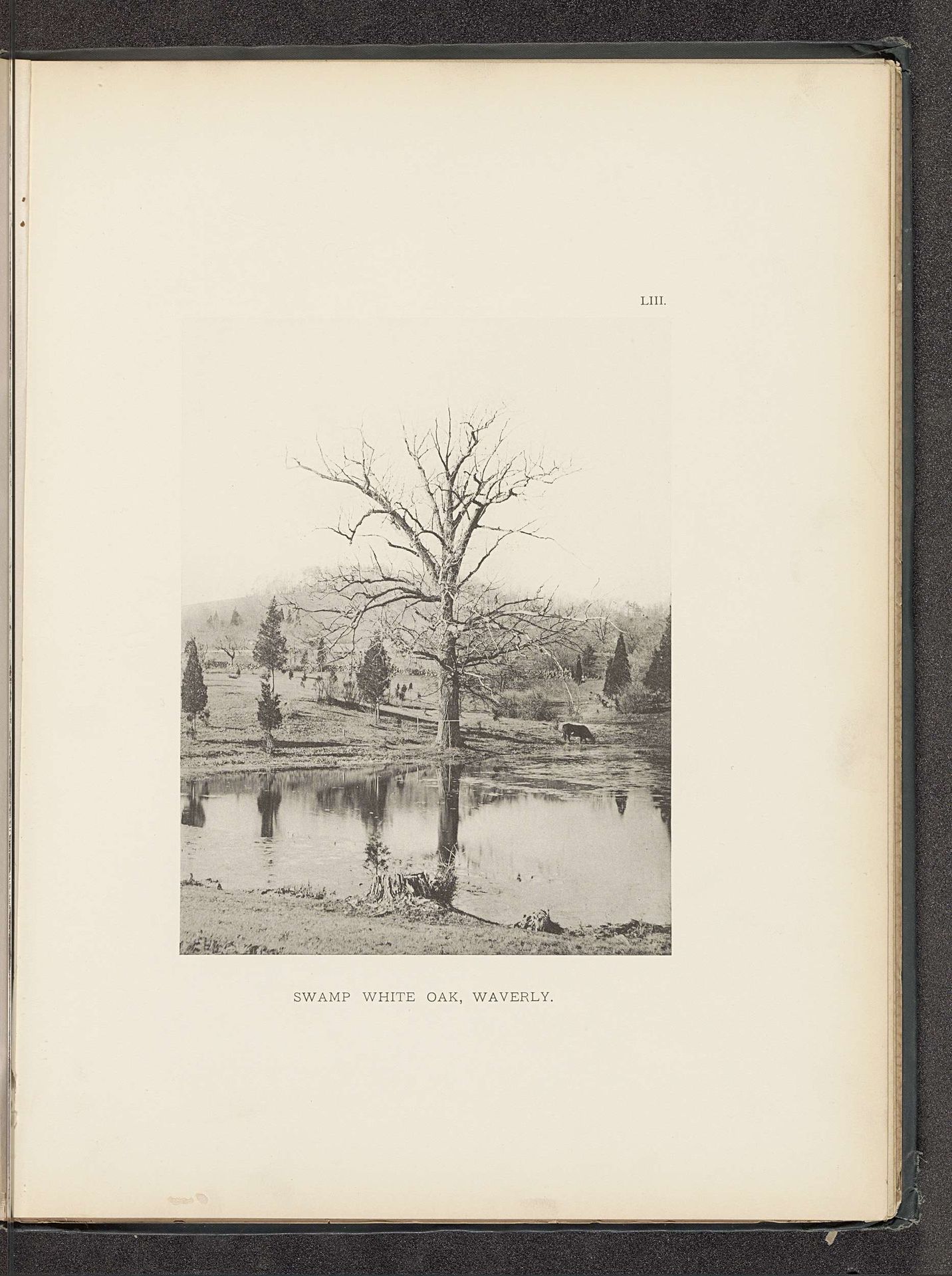 Swamp white oak, Waverly by Henry Brooks