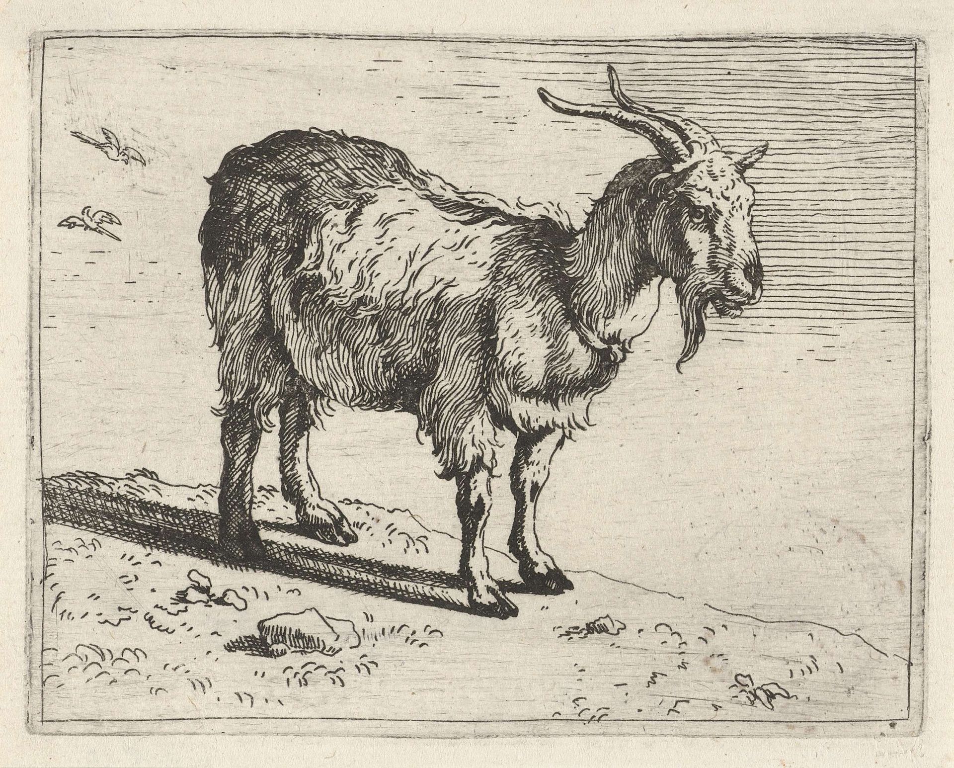 Geit by Govert van der Leeuw