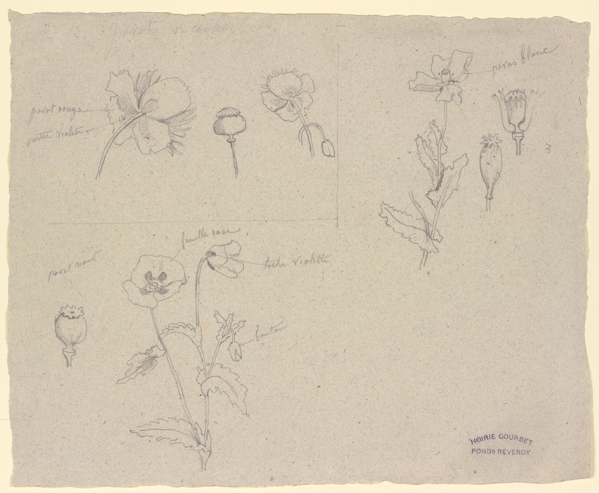 Studien zu verschiedenen Mohnarten by Gustave Courbet
