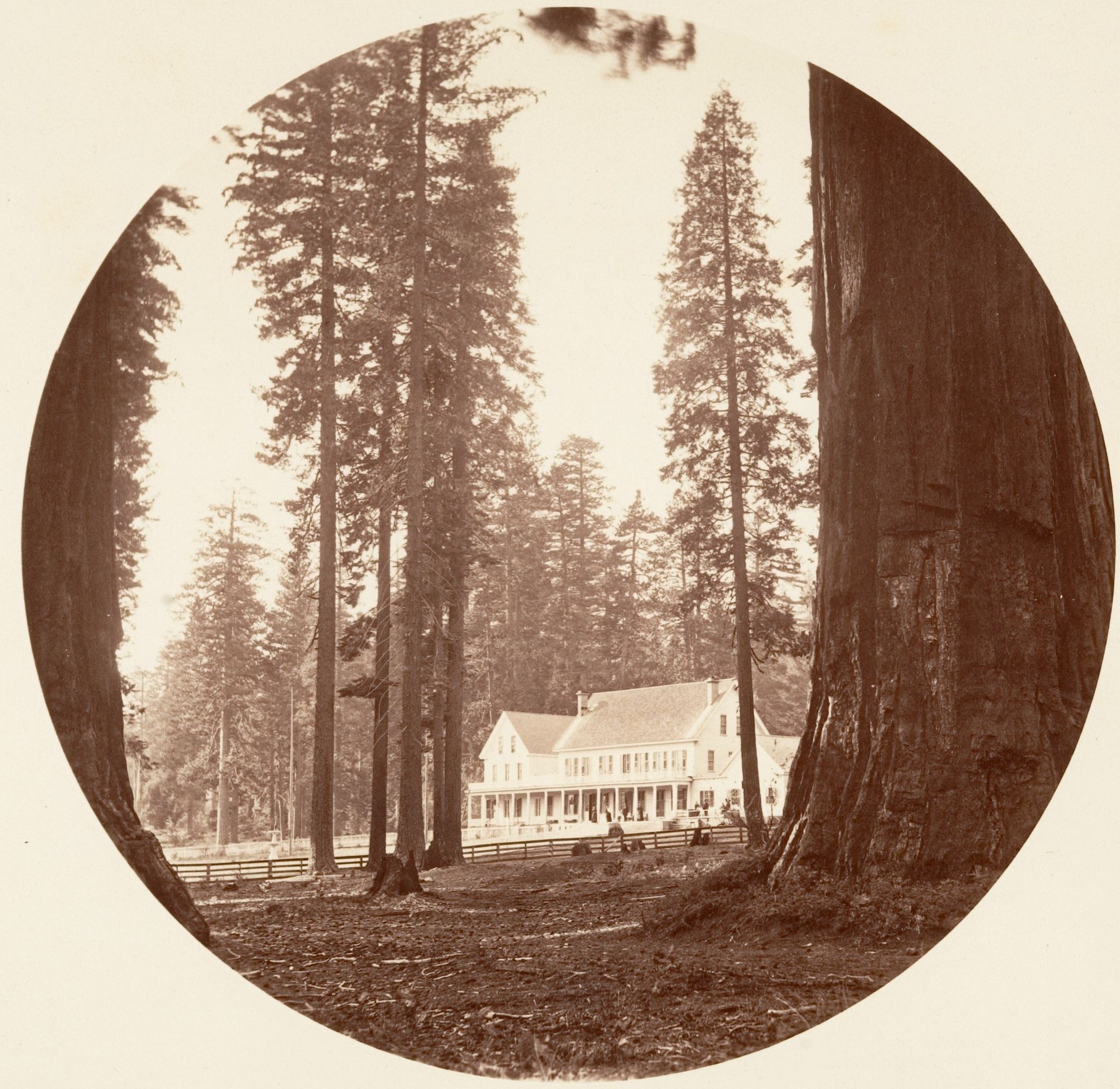 W. C. Bryant - Calaveras Grove by Carleton E. Watkins
