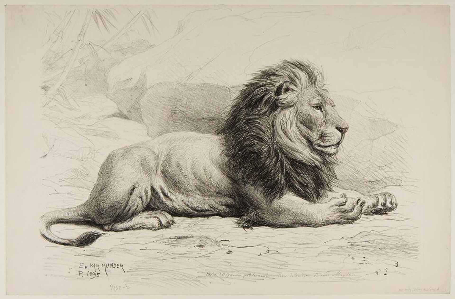 Lion, Lying Down by Evert Louis van Muyden