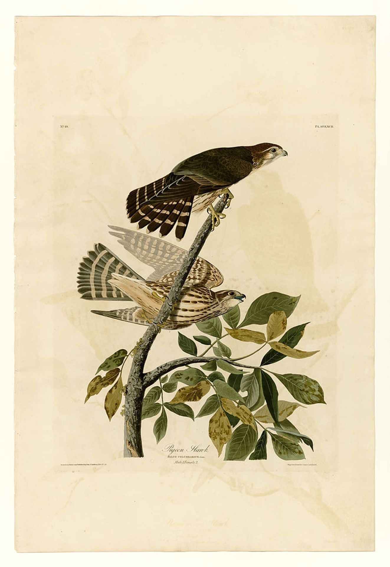 Plate 92 Pigeon Hawk by John James Audubon