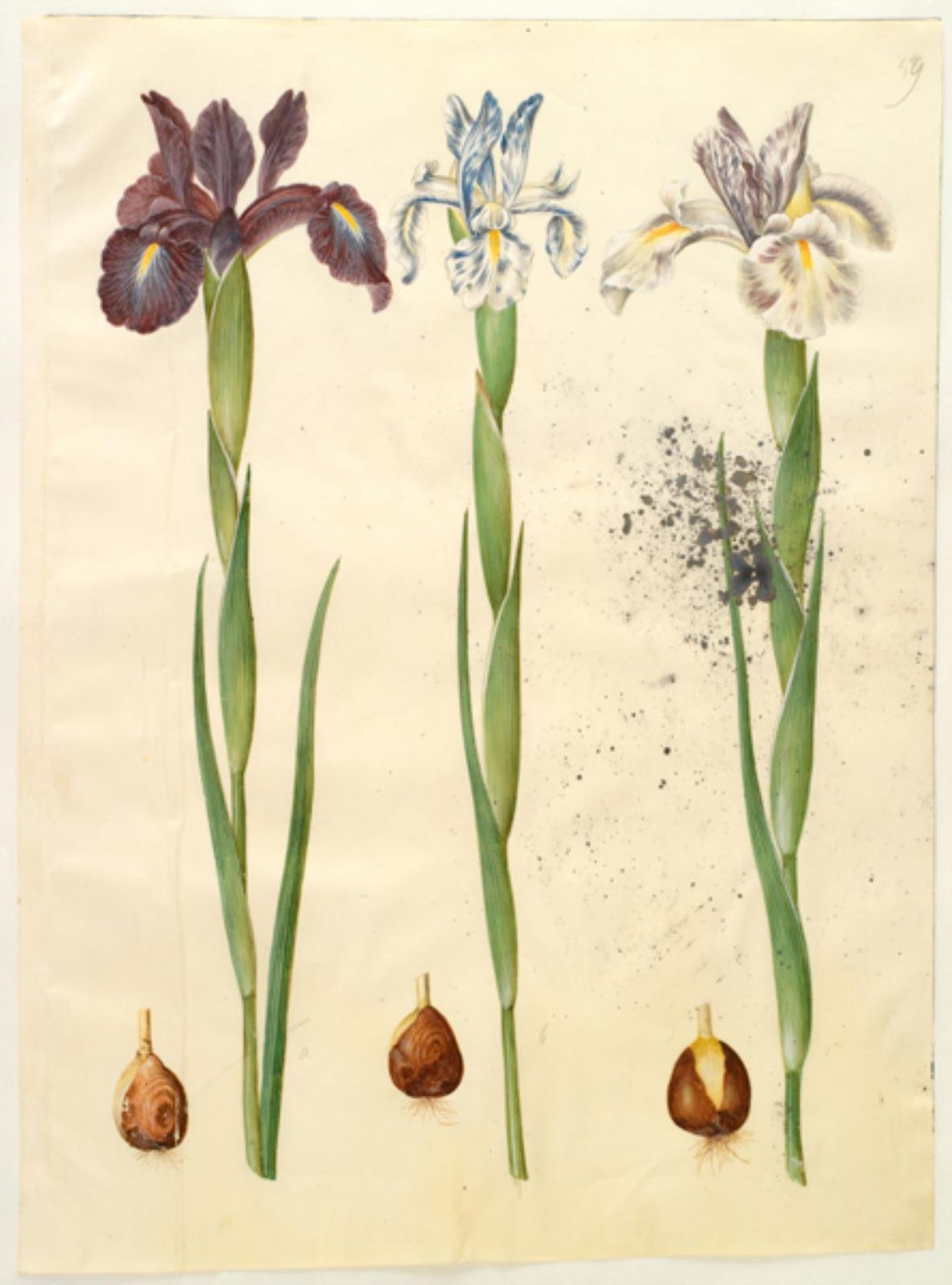 Iris latifolia (engelsk iris) by Hans Simon Holtzbecker