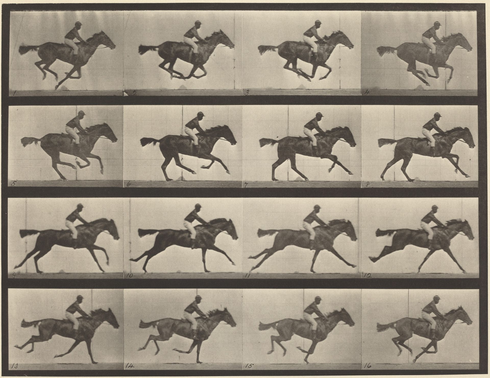 Plate Number 626. Gallop, thoroughbred bay mare, Annie G. by Eadweard Muybridge