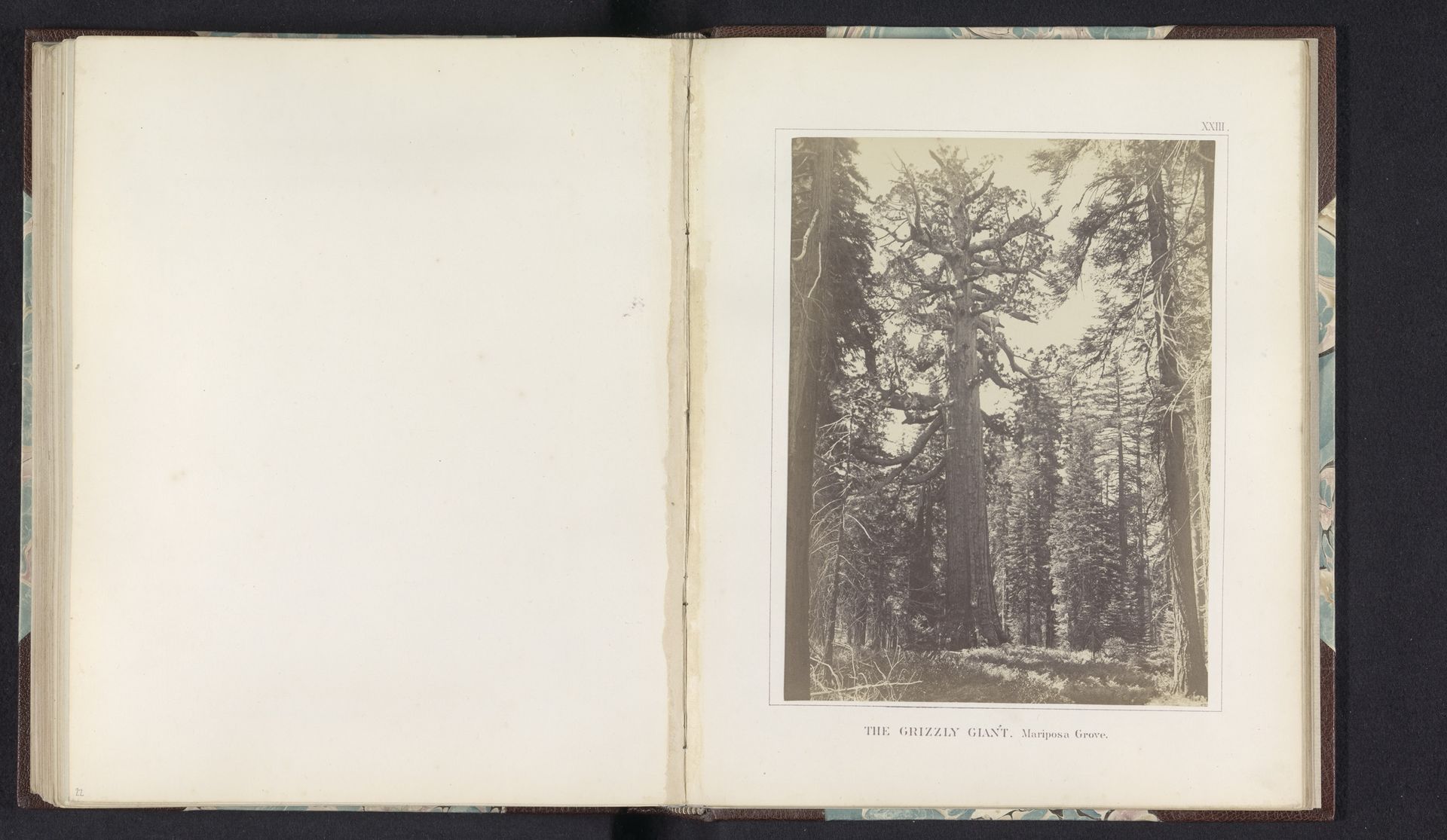 Gezicht op de Grizzly Giant, een reuzensequoia in de Mariposa Grove by Carleton E. Watkins