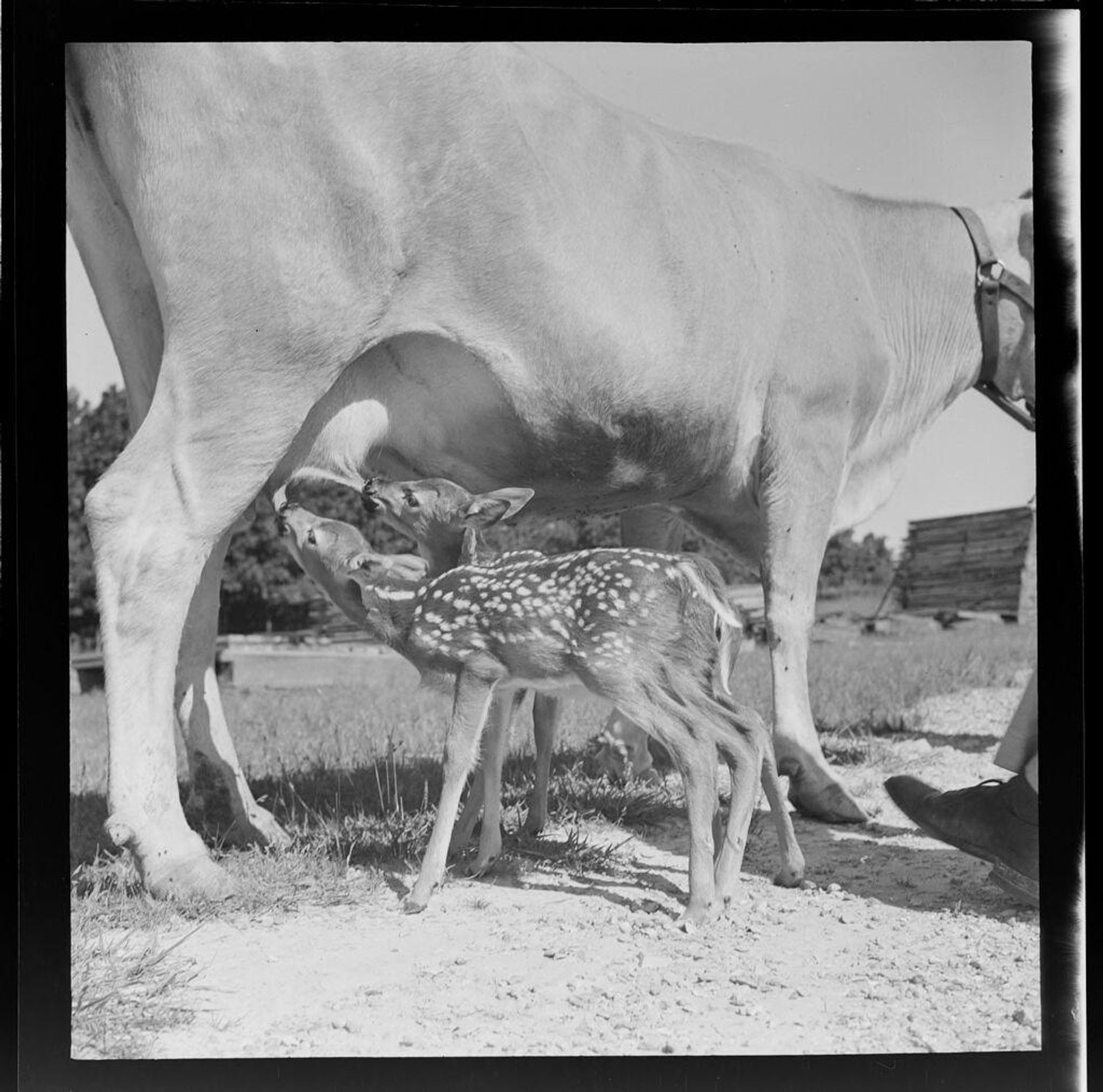 Untitled (baby fawns and cow) by Jack Gould