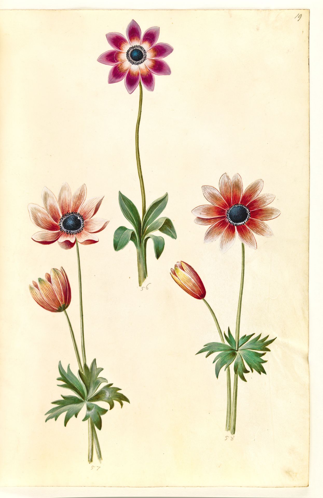 Anemone pavonina (påfugle-anemone) by Hans Simon Holtzbecker
