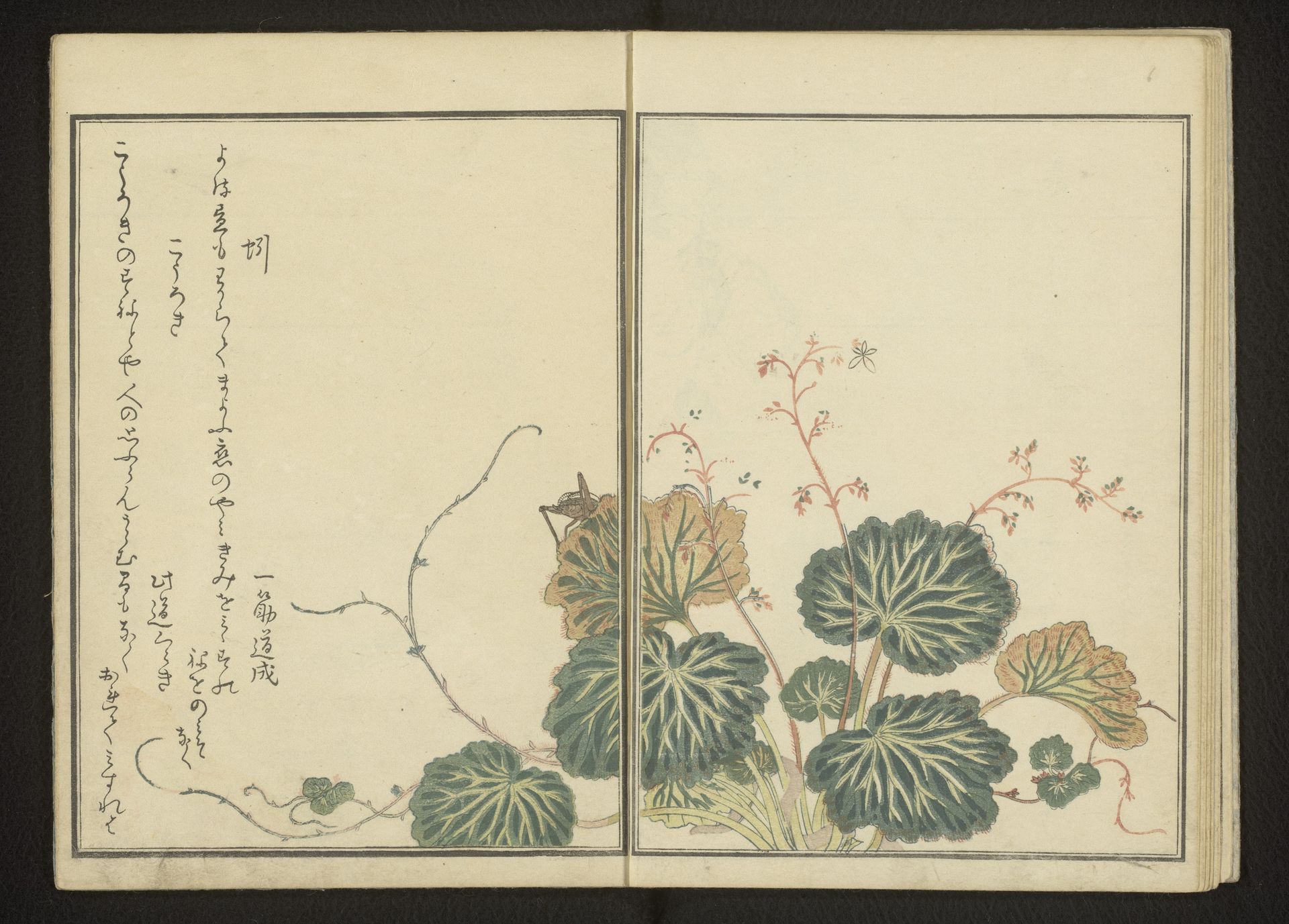 Earthworm and black cricket on creeping saxifrage by Kitagawa Utamaro