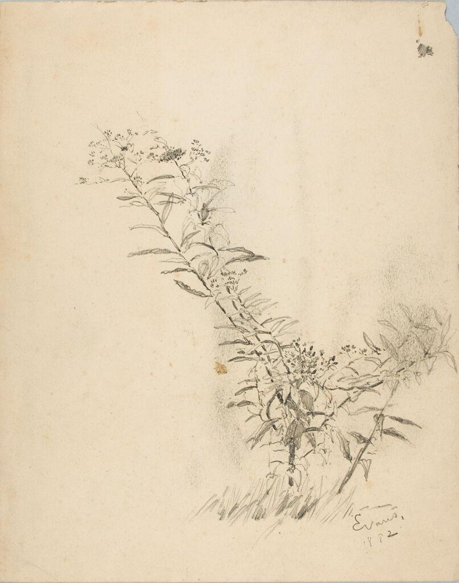 Sketch of a Plant with Flowers by William Valentine Schevill