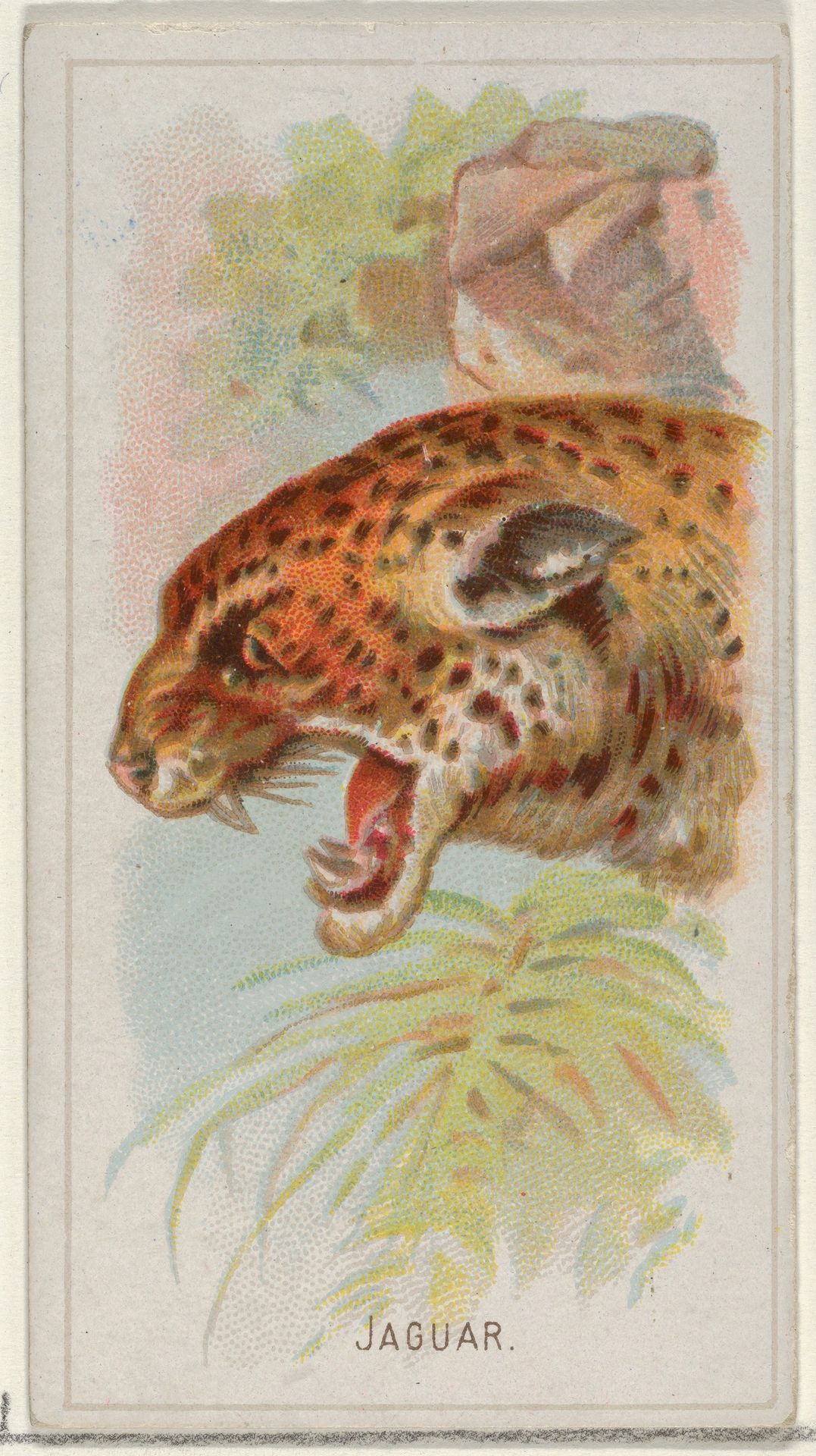 Jaguar, from the Wild Animals of the World series (N25) for Allen & Ginter Cigarettes by Allen & Ginter