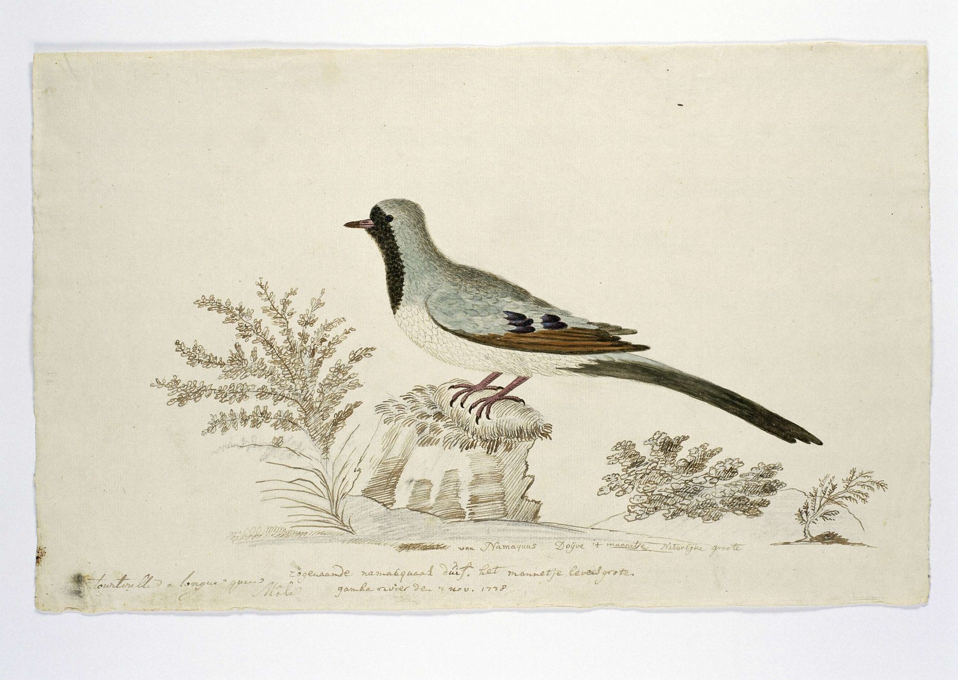 Oena capensis (Namaqua dove) by Robert Jacob Gordon