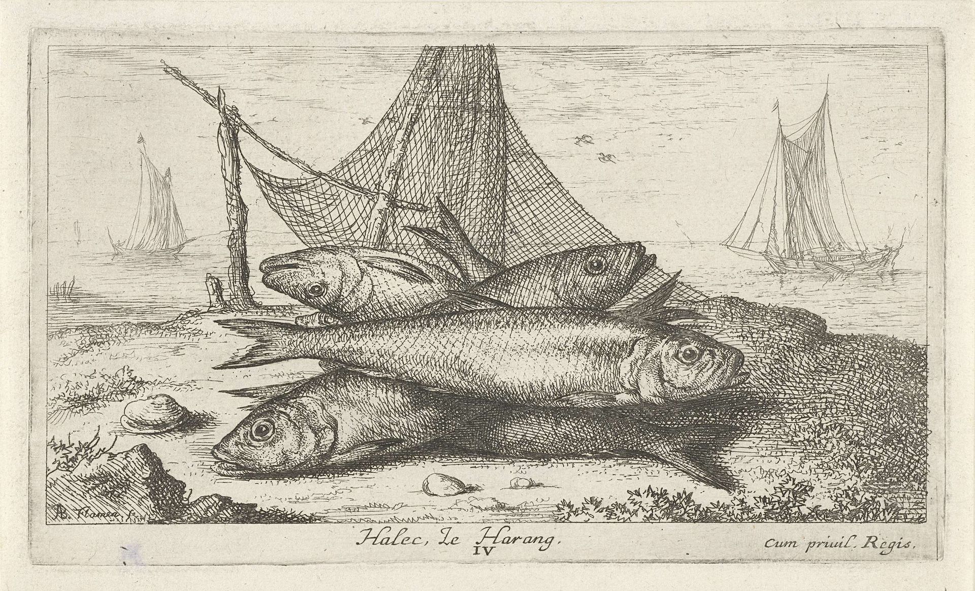 Haringen bij een visnet by Albert Flamen