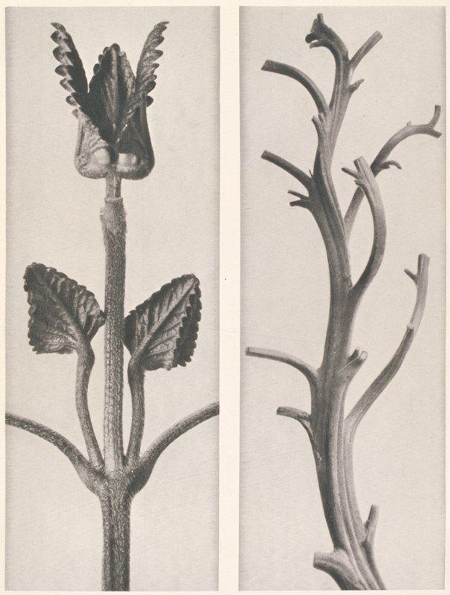 Stachys Menthifolia (Wound Wort) and Nicotiana Rustica (Tobacco Plant) by Karl Blossfeldt