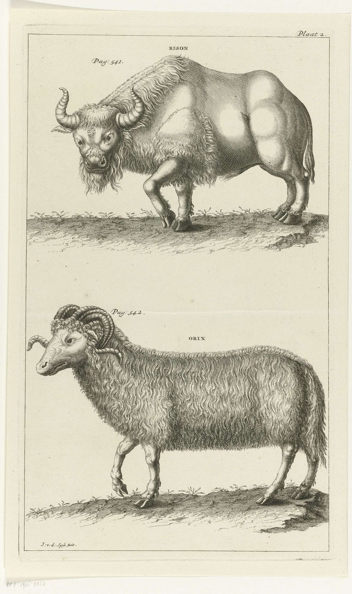 Bison en een oryx by Johannes van der Spyck