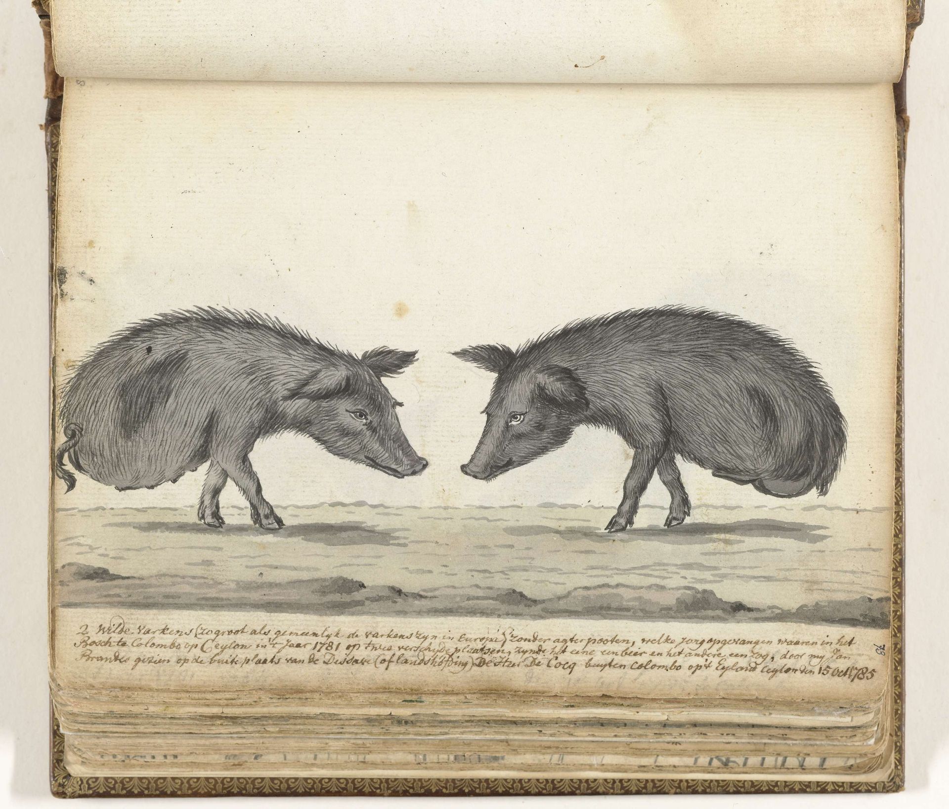 Varkens zonder achterpoten by Jan Brandes
