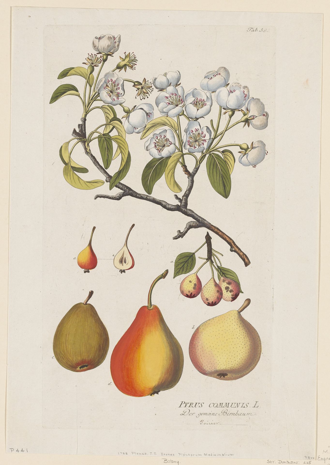 Pyrus Communis from Icones Plantarum Medicinalium by Joseph Jakob Plenck