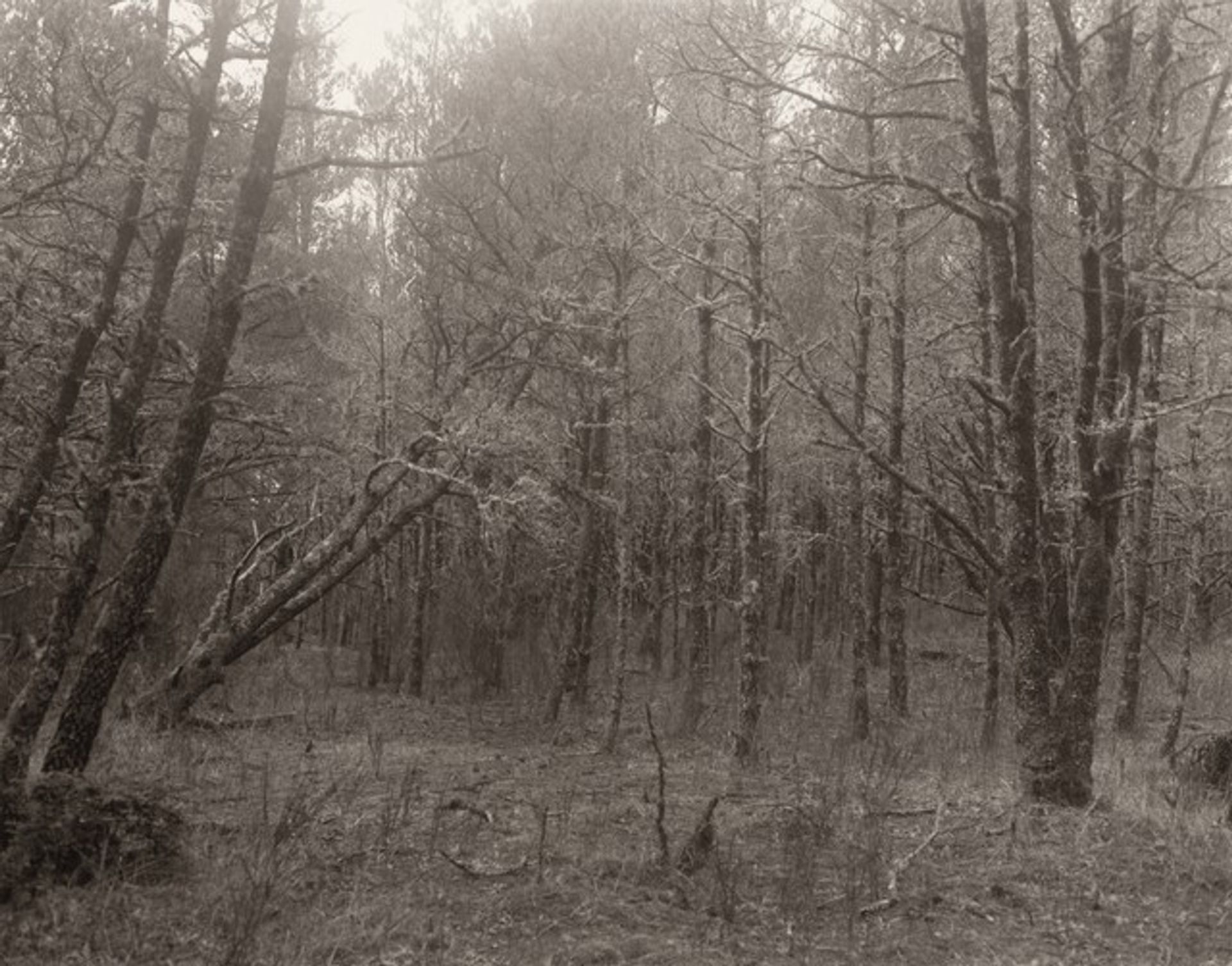 The Interior of the Spit by Robert Adams