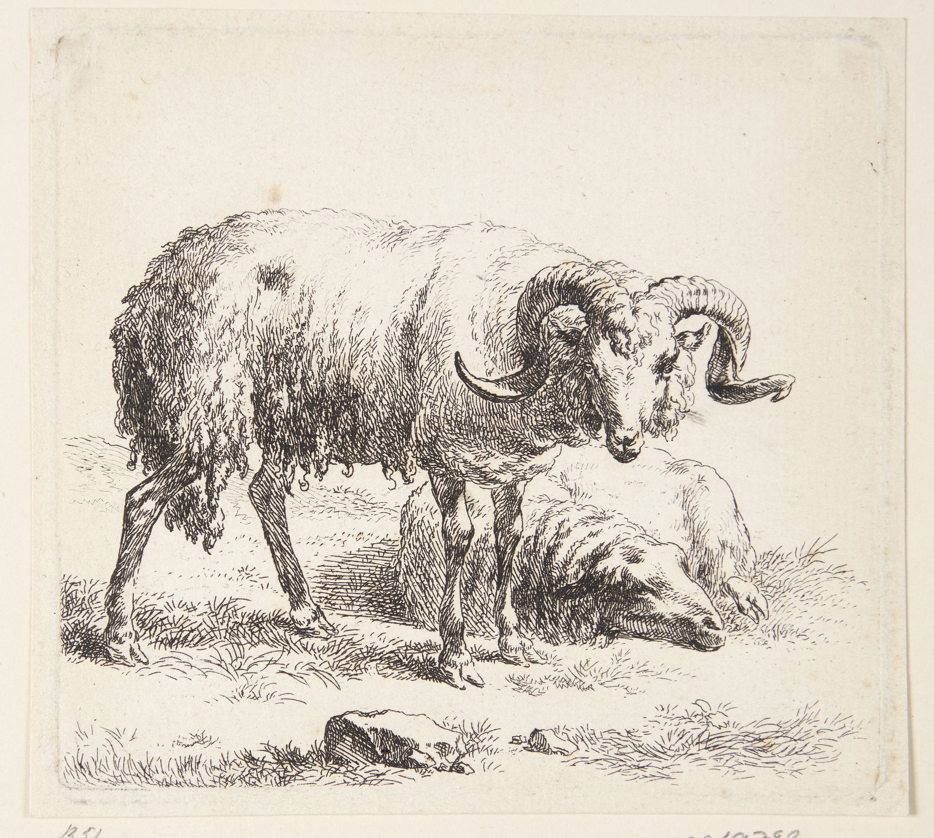 Stående vædder og et liggende får by Nicolaes Berchem
