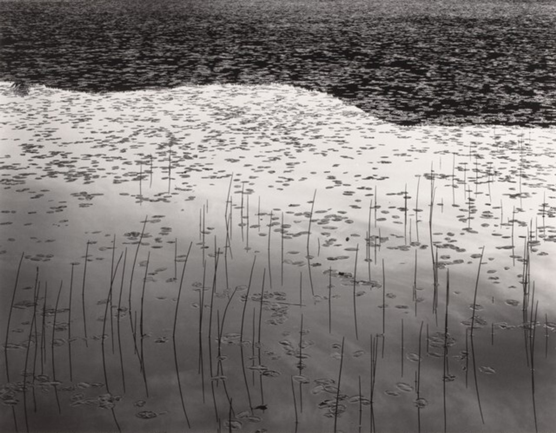 Reeds, Leffert's Pond by Don Ross