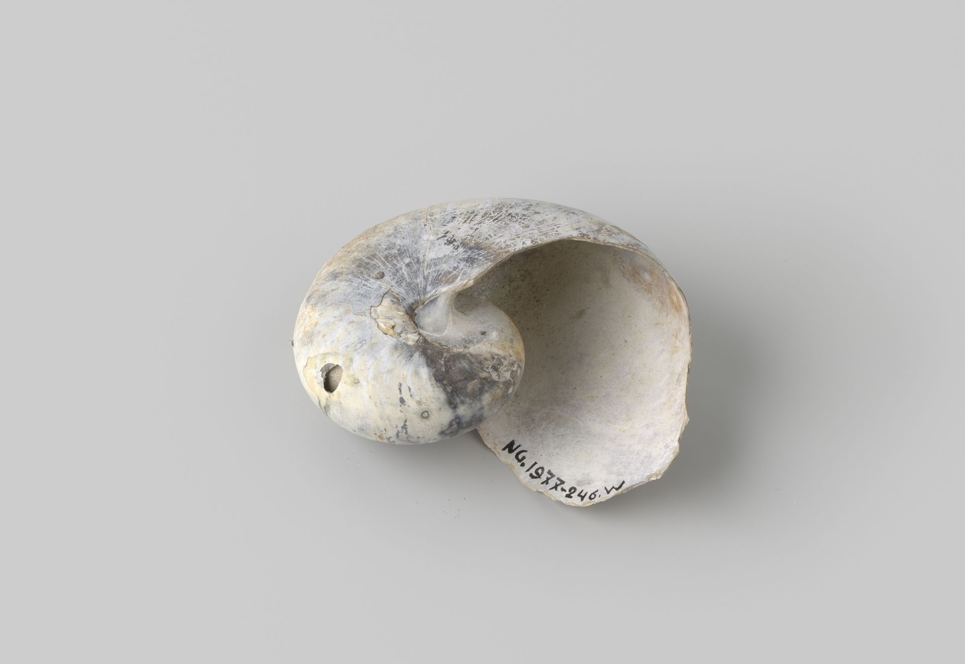 Nautilus pompilius shell from the wreck of the Dutch East India ship Witte Leeuw by niet van toepassing