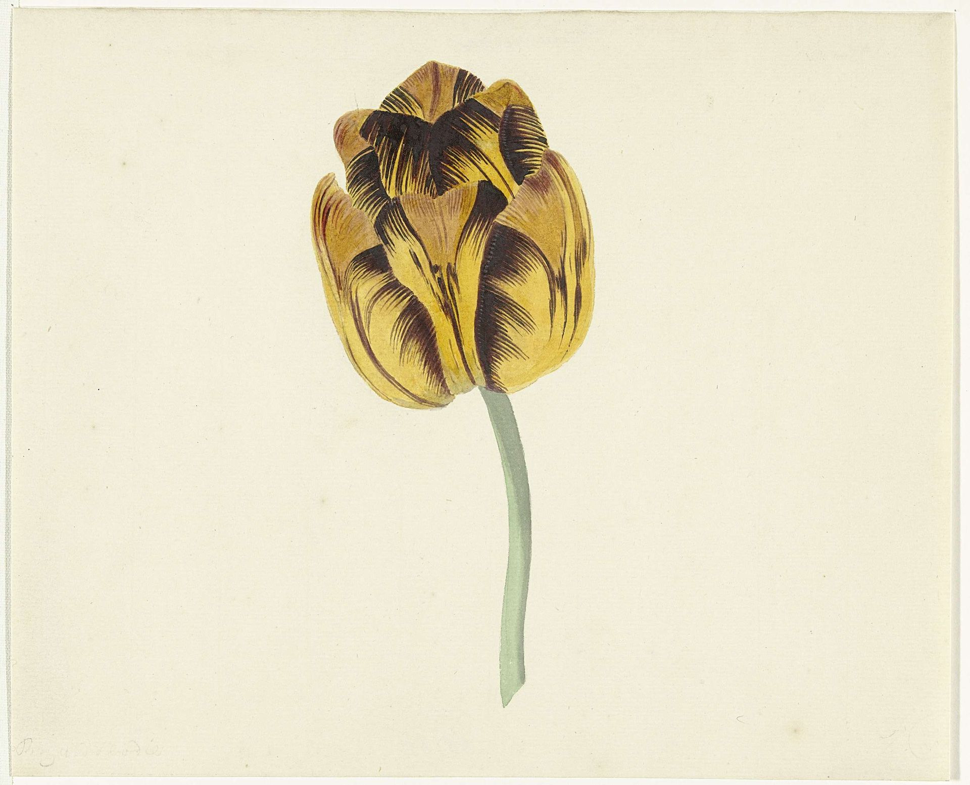 Tulp genaamd Bizard Leodie by Cornelis van Noorde