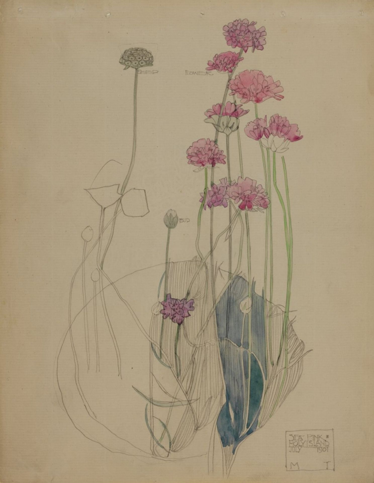 Sea Pink by Charles Rennie Mackintosh