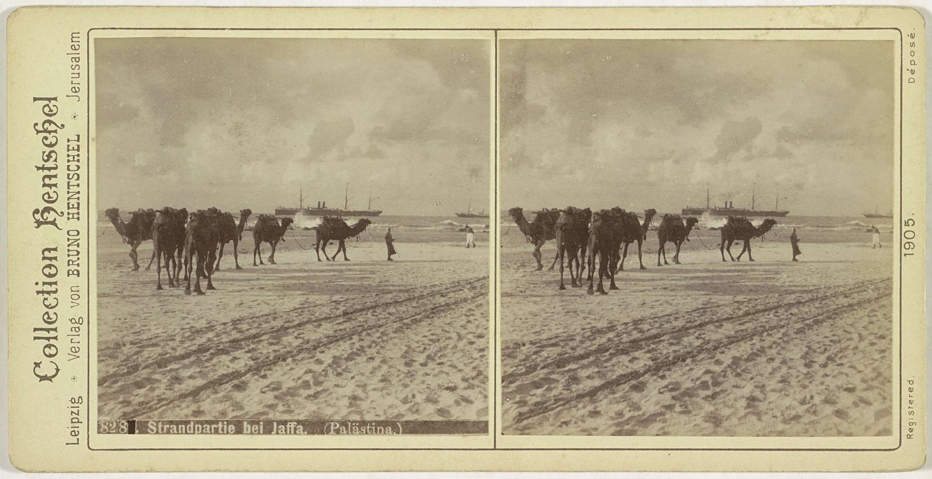 Karavaan met kamelen op het strand bij Jaffa, Israël by Anonymous
