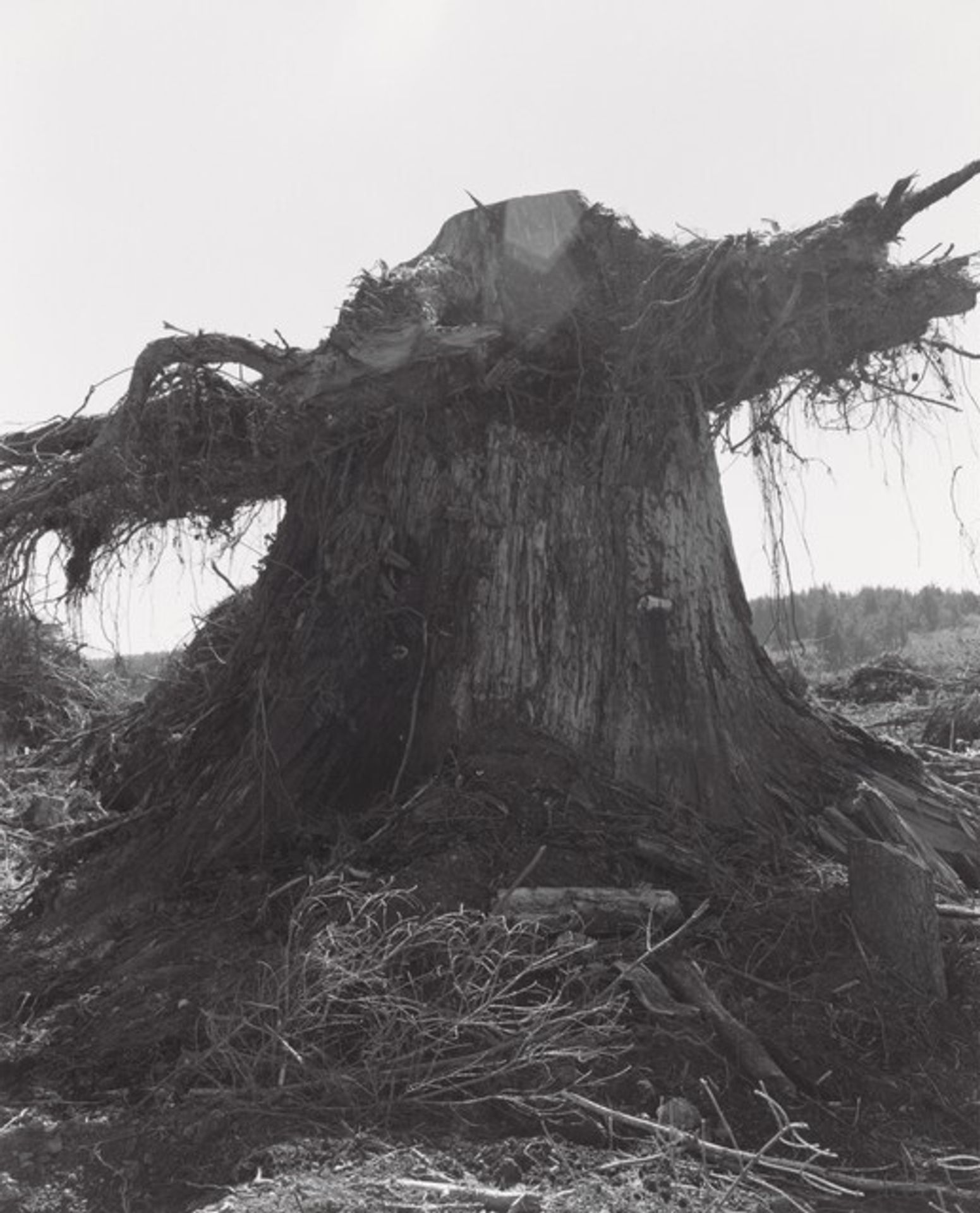 Clearcut, Coos County, Oregon by Robert Adams