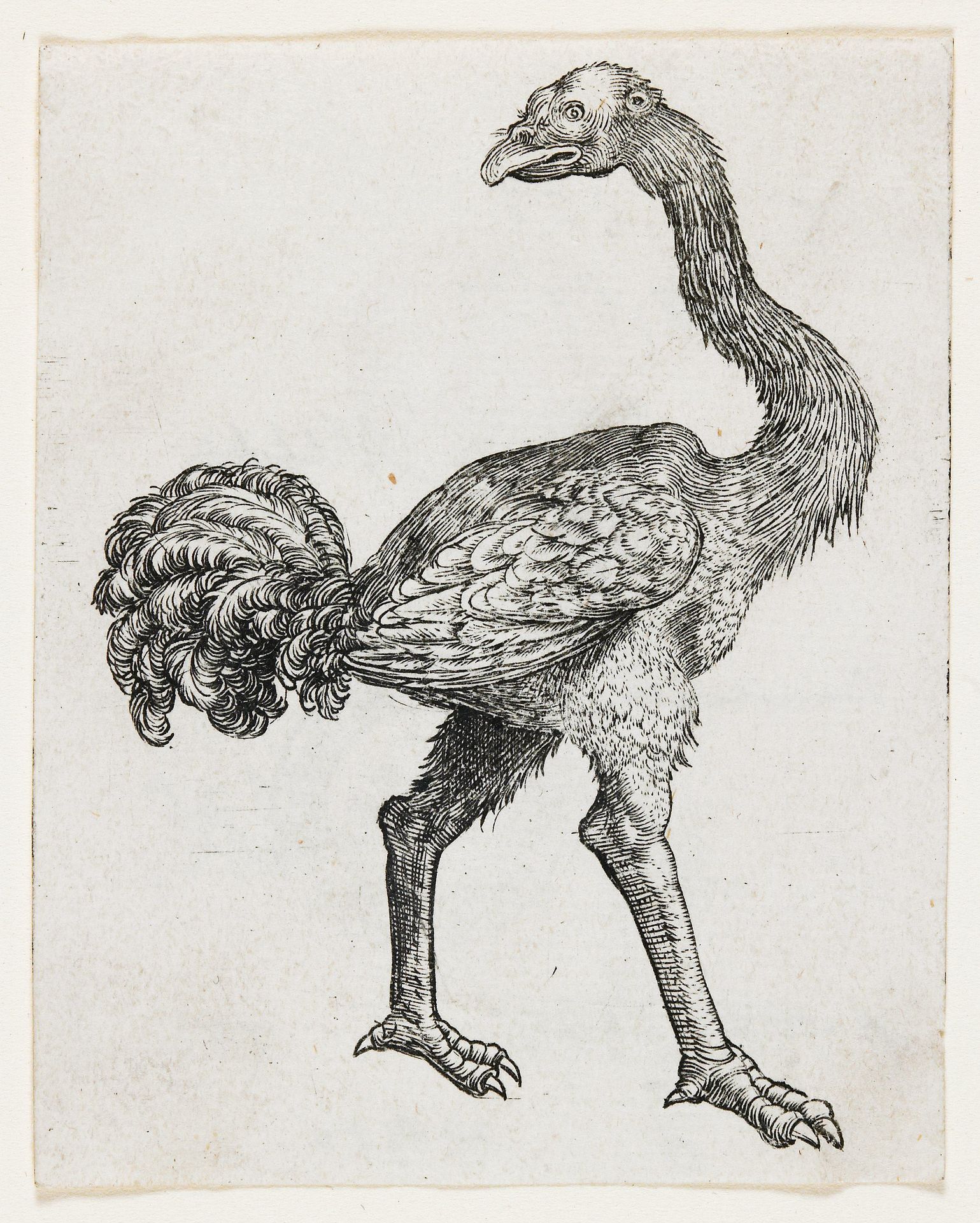 Ostrich by Anonymous