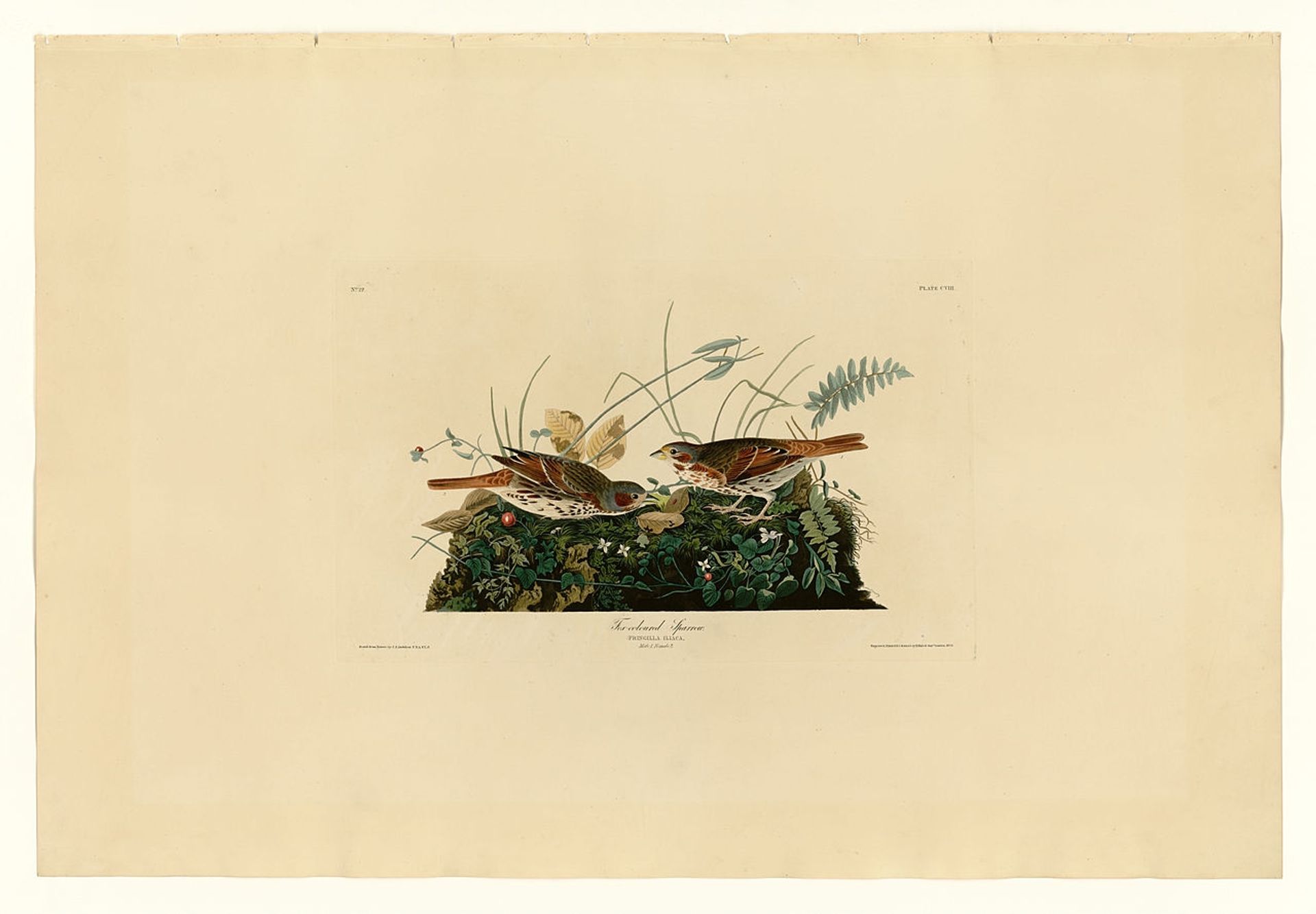 Plate 108 Fox-coloured Sparrow by John James Audubon