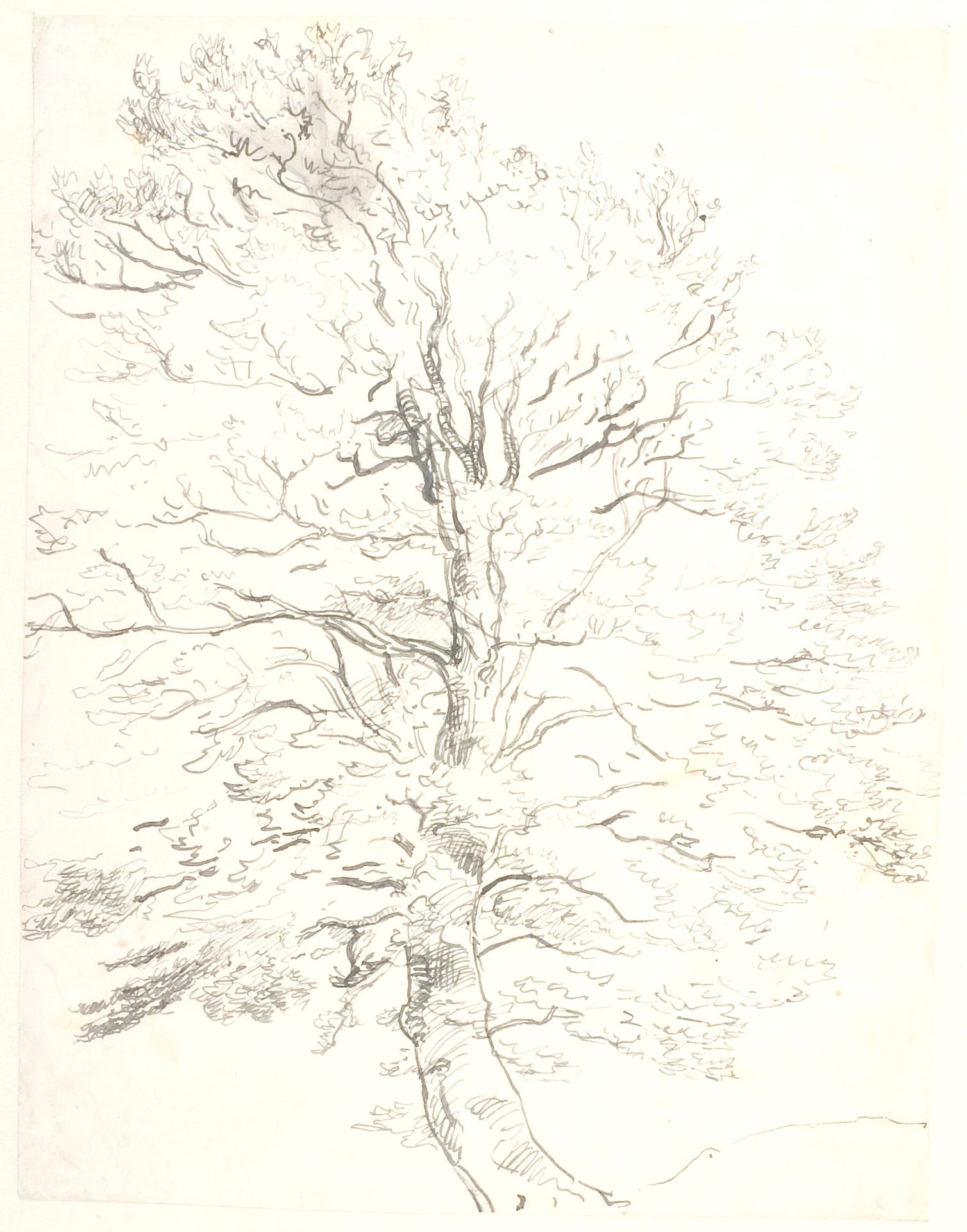 Et bøgetræ by Dankvart Dreyer