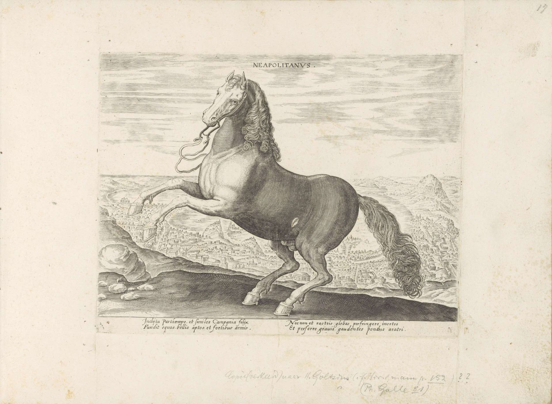 Paard uit Napels by Anonymous