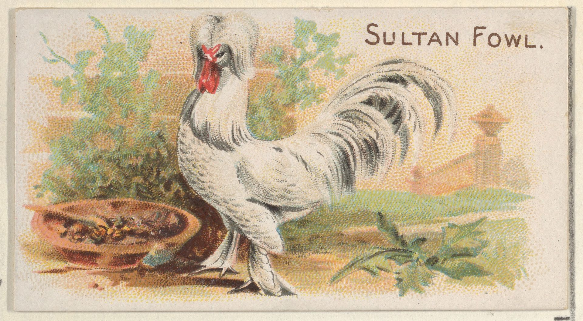 Sultan Fowl, from the Prize and Game Chickens series (N20) for Allen & Ginter Cigarettes by Allen & Ginter